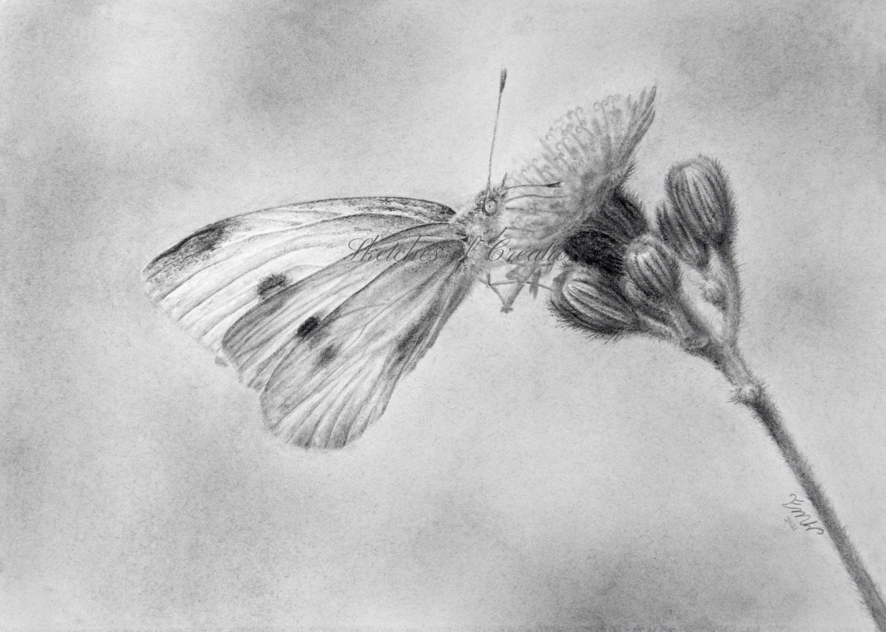 'Cabbage White' a drawing of a Cabbage White butterfly on a flower. approximately 5x7 inches plus deckled edge. Completed February 2021