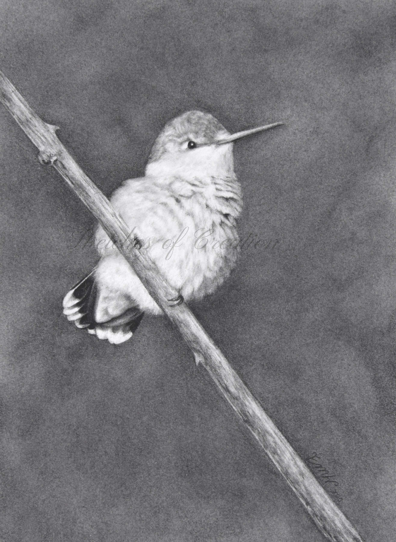 'Contentment' a drawing of a fluffy female Ruby-throated Hummingbird. 5x7 inches. Completed September 2020