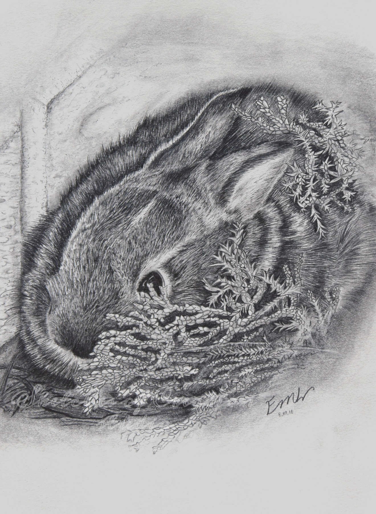 'Hiding' a drawing of a baby bunny. 6x8 inches. Completed August 2018