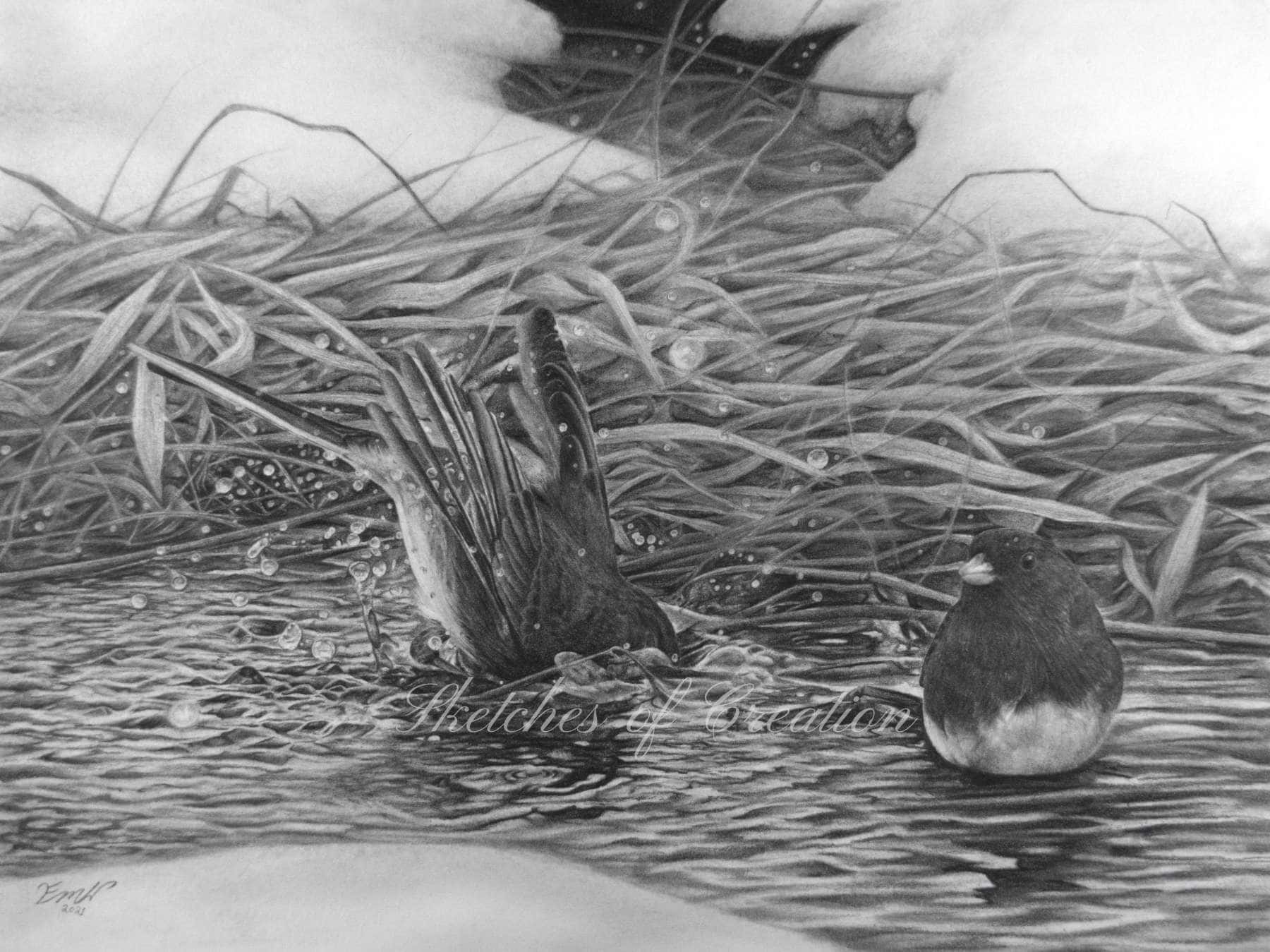 'Juncos Taking a Bath' a drawing of two Dark-eyed Juncos in the water. approximately 9x12 inches. Completed February 2021