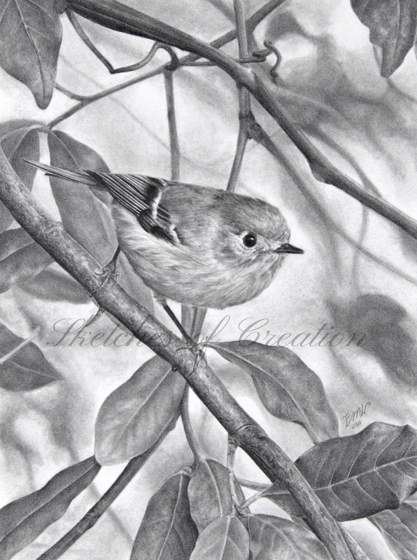 'Ruby-crowned Kinglet' a drawing of a Ruby-crowned Kinglet among leaves. 6x8 inches. Completed November 2020