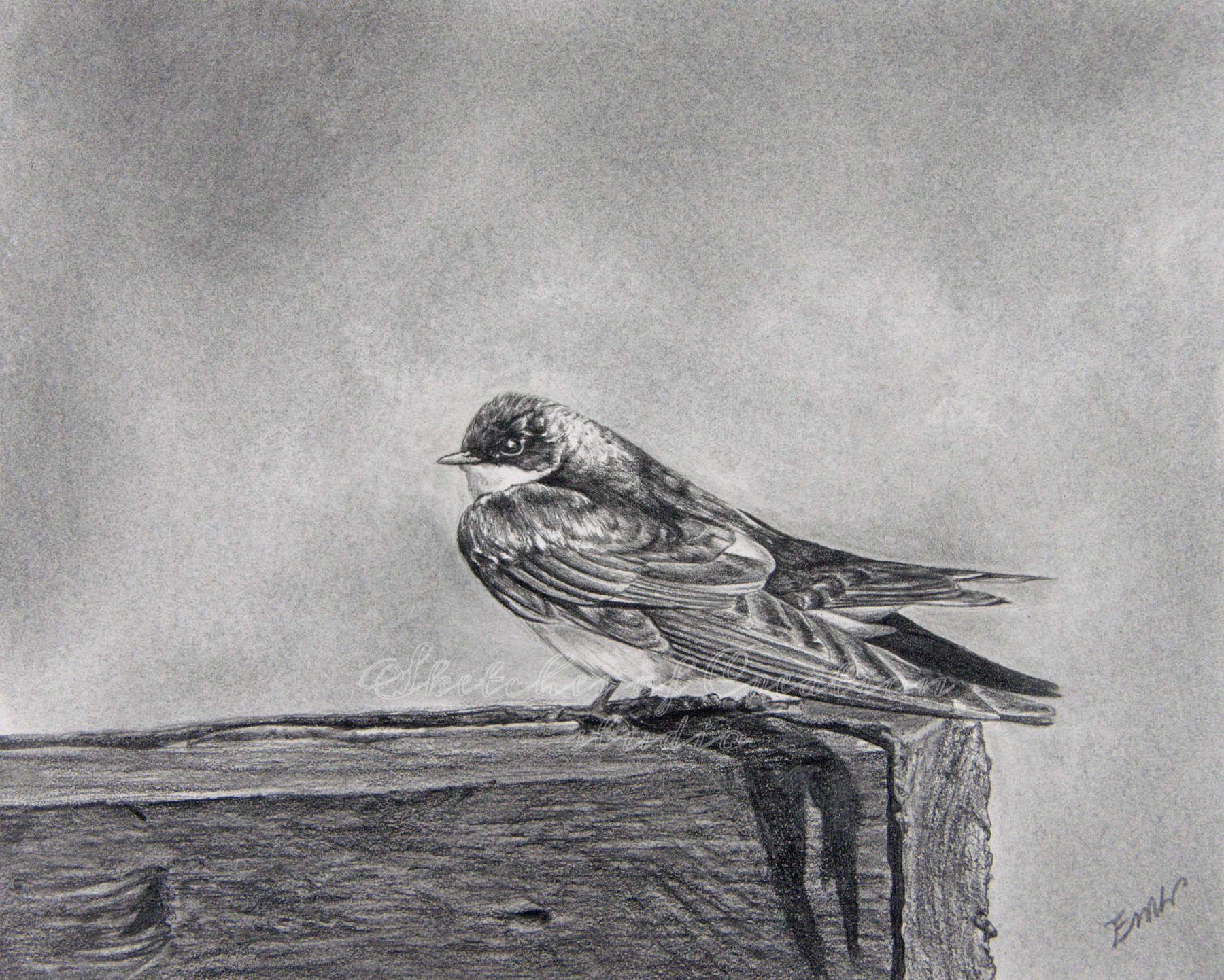 'Tree Swallow' a drawing of a tree swallow on a fence. 8x10 inches. Completed February 2020