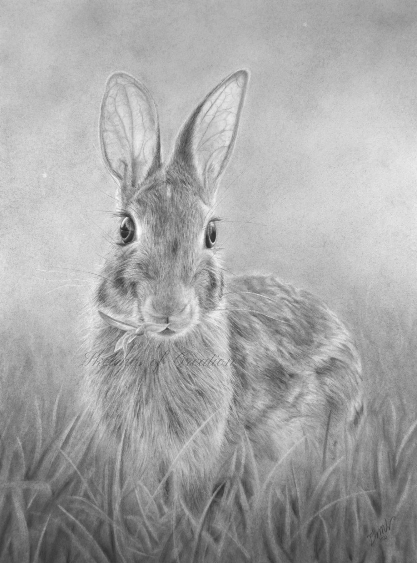 A drawing of a rabbit eating and looking at the viewer