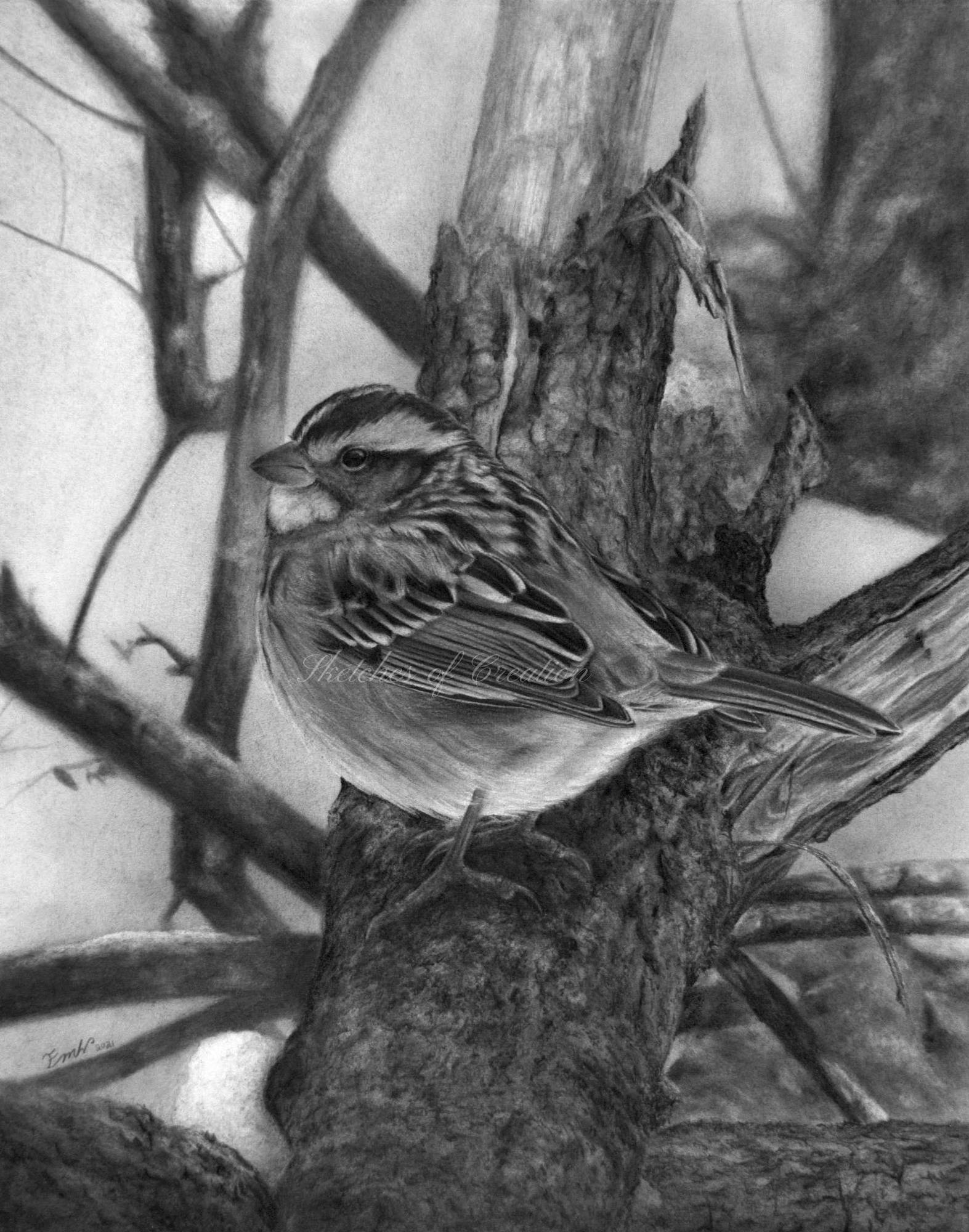 A drawing of a white-thraoted sparrow on a fallen tree