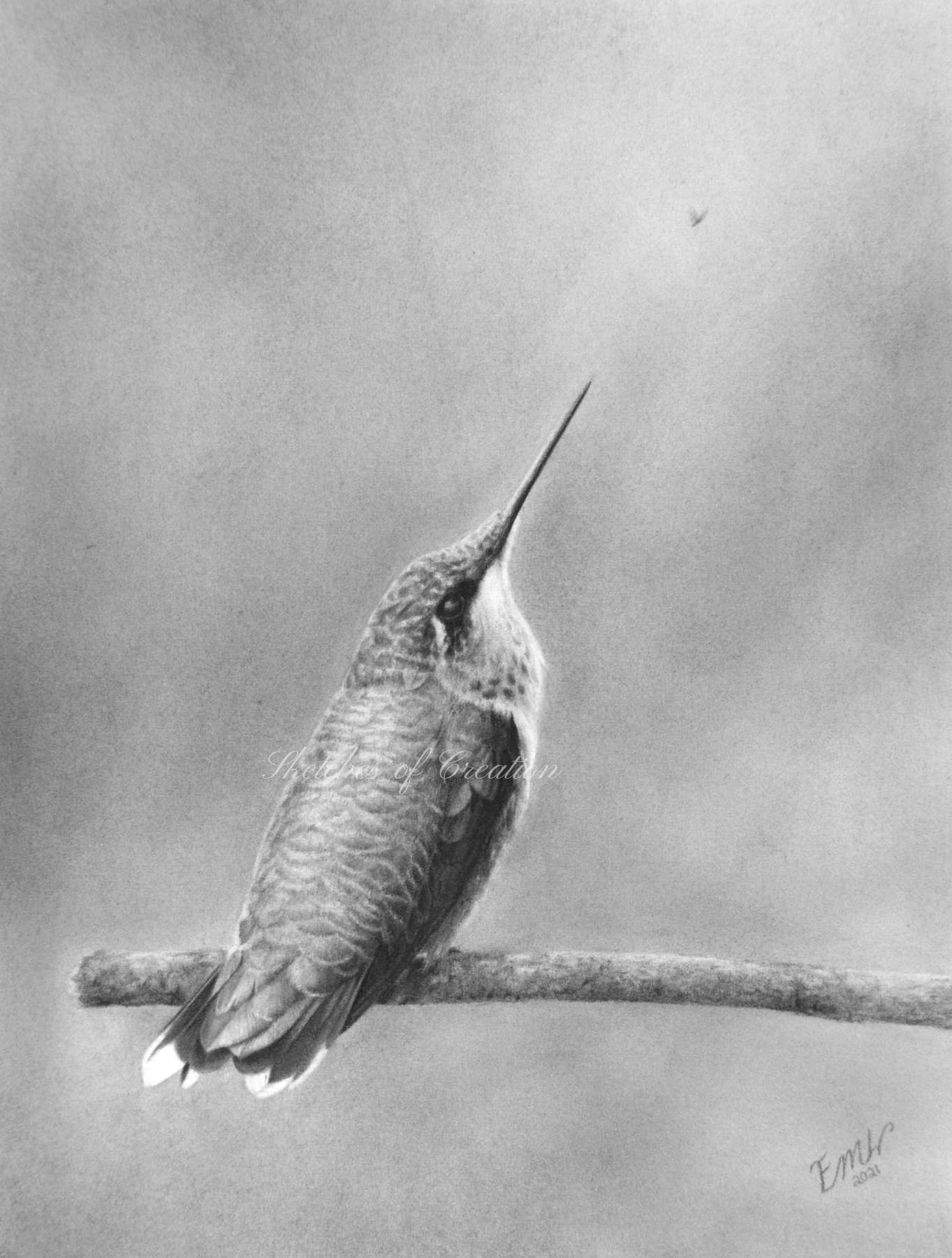 A drawing of a young ruby-throated hummingbird looking up towards a bug