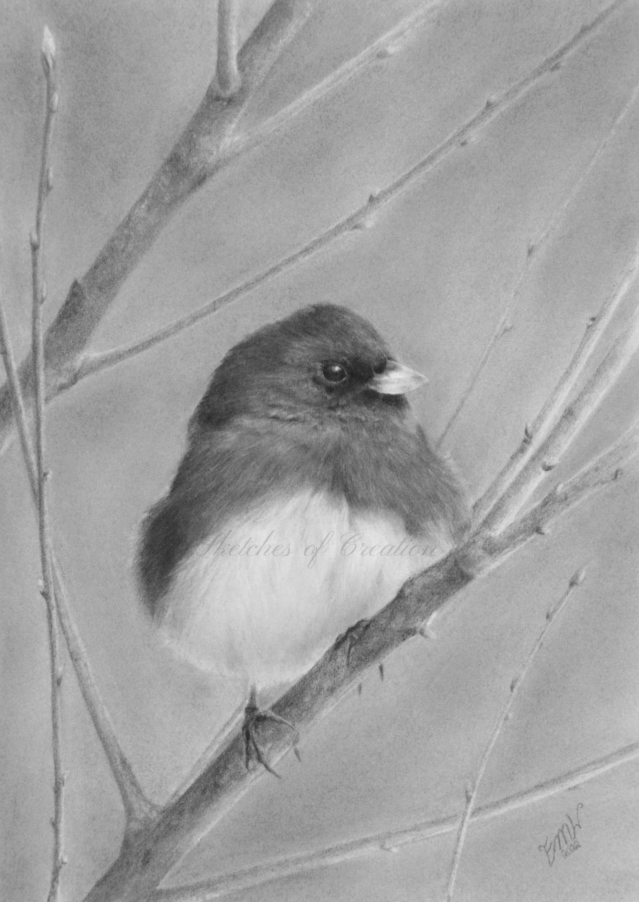 A drawing of a fluffy Dark-eyed Junco sitting on a branch