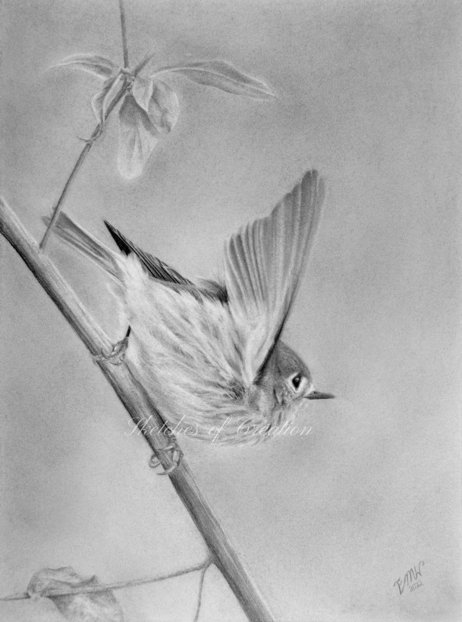 A drawing of a Ruby-Crowned Kinglet about to fly off