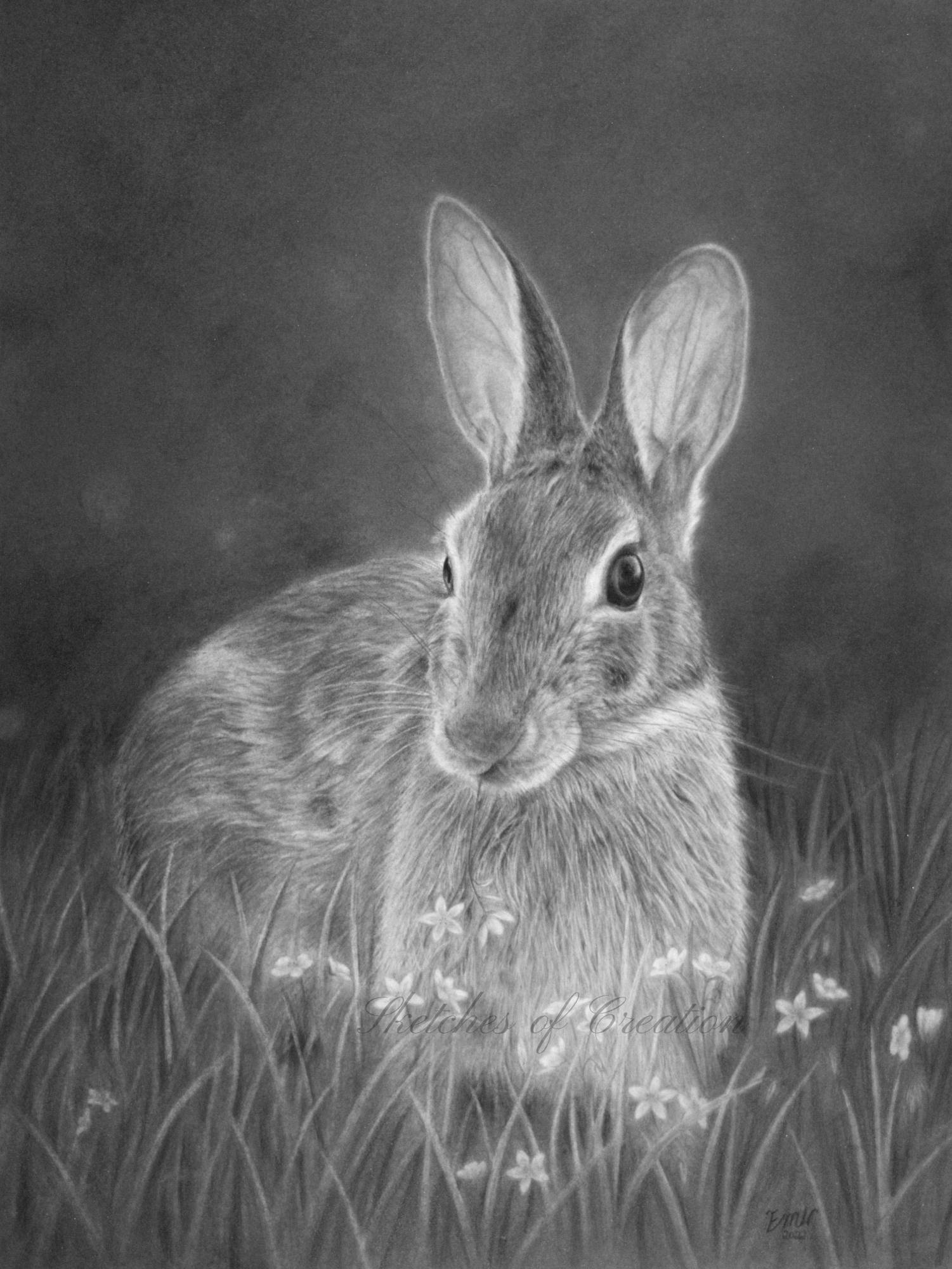 A drawing of a rabbit eating spring beauties