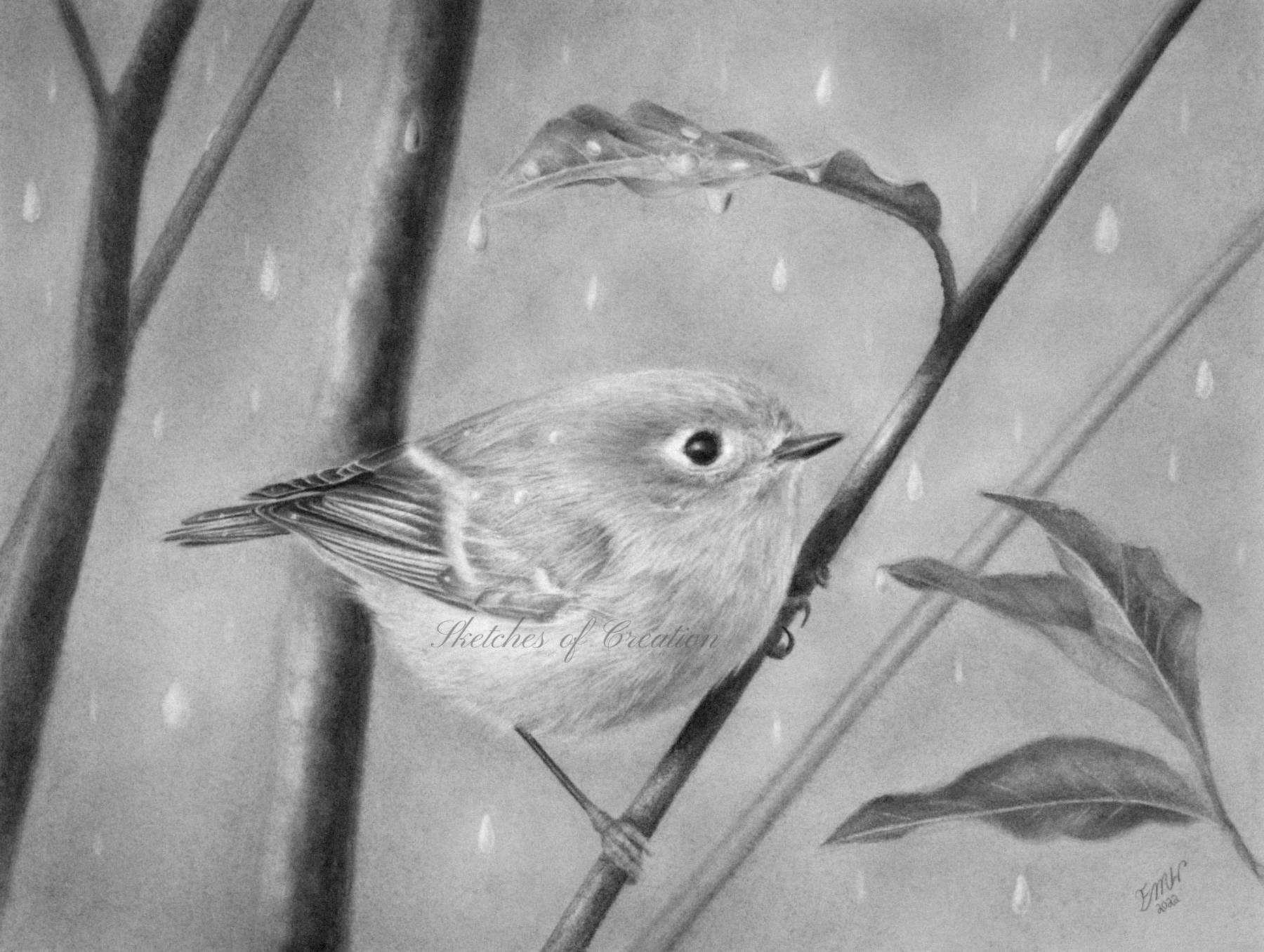 A drawing of a Ruby-crowned Kinglet taking refuge from the rain under a leaf