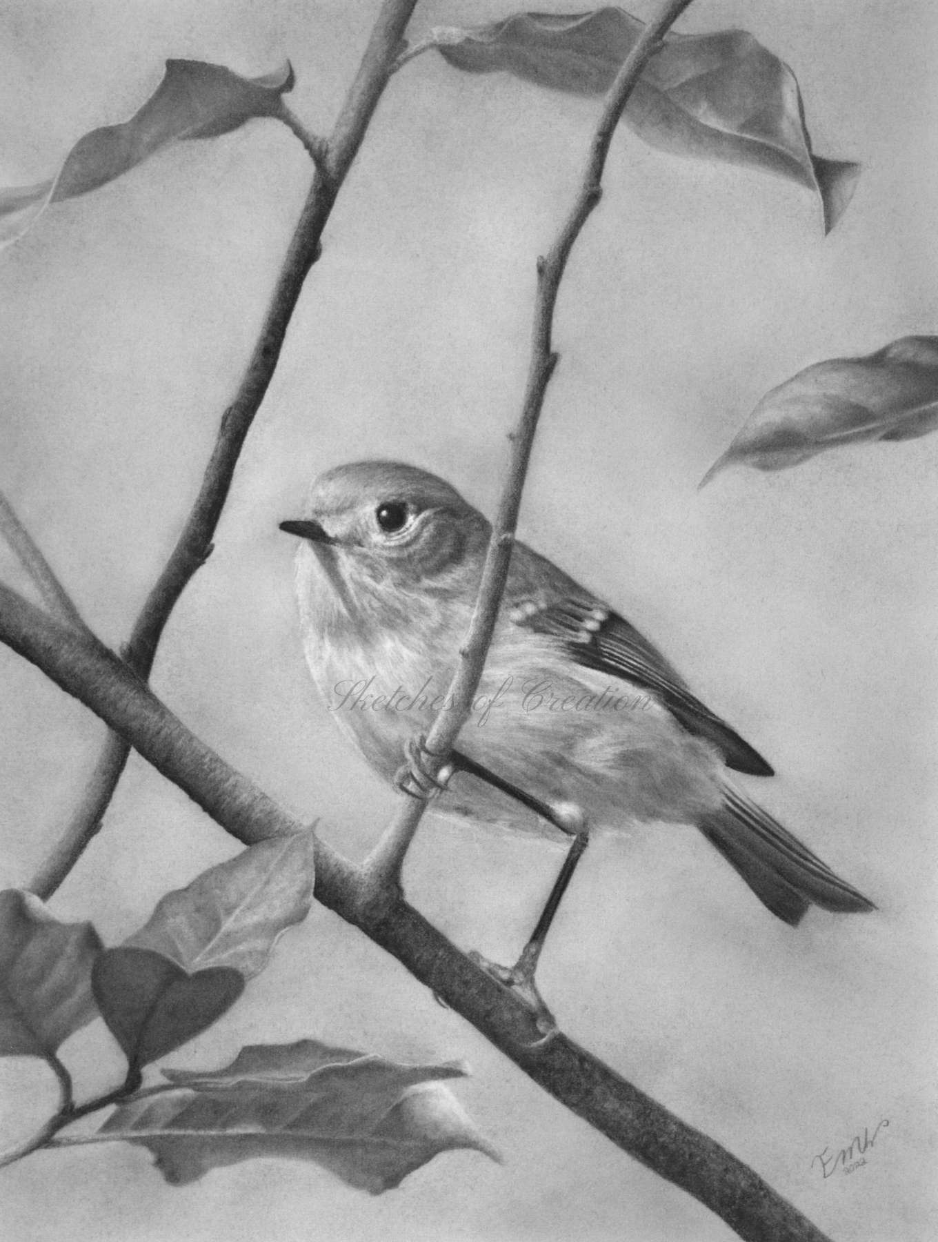 A drawing of a Ruby-crowned Kinglet