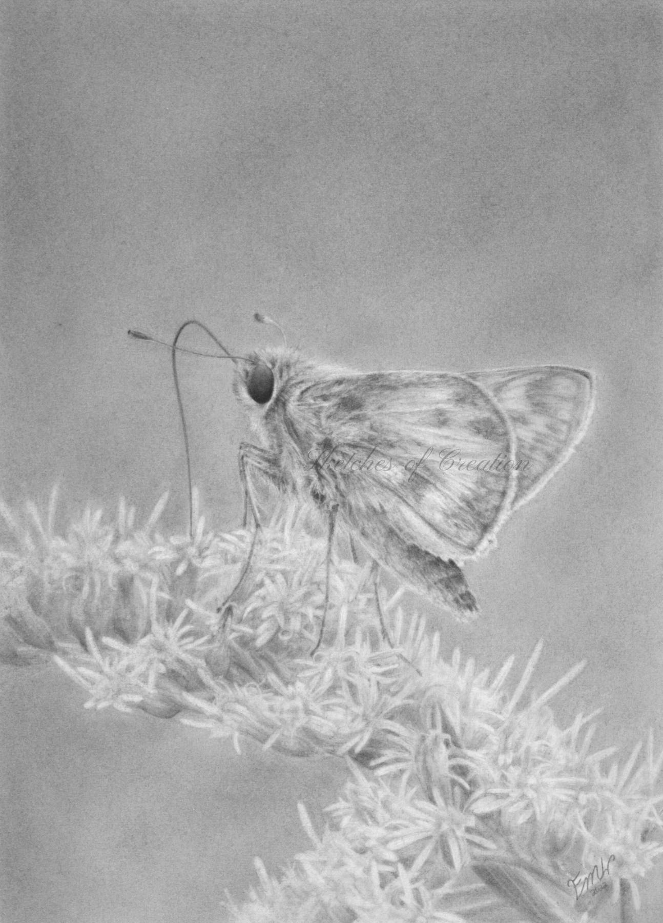 A drawing of a skipper butterfly on goldenrod
