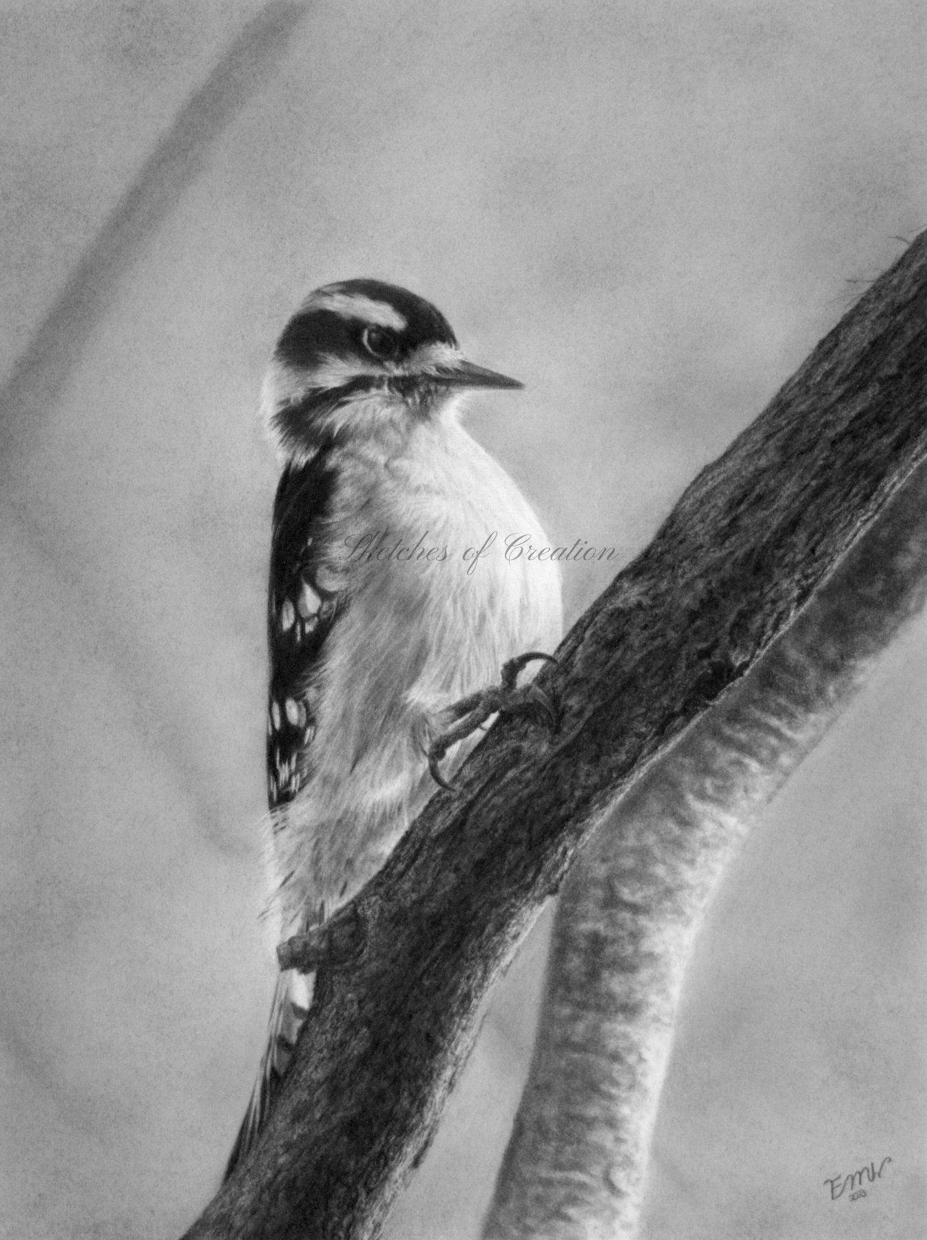A drawing of a Downy Woodpecker