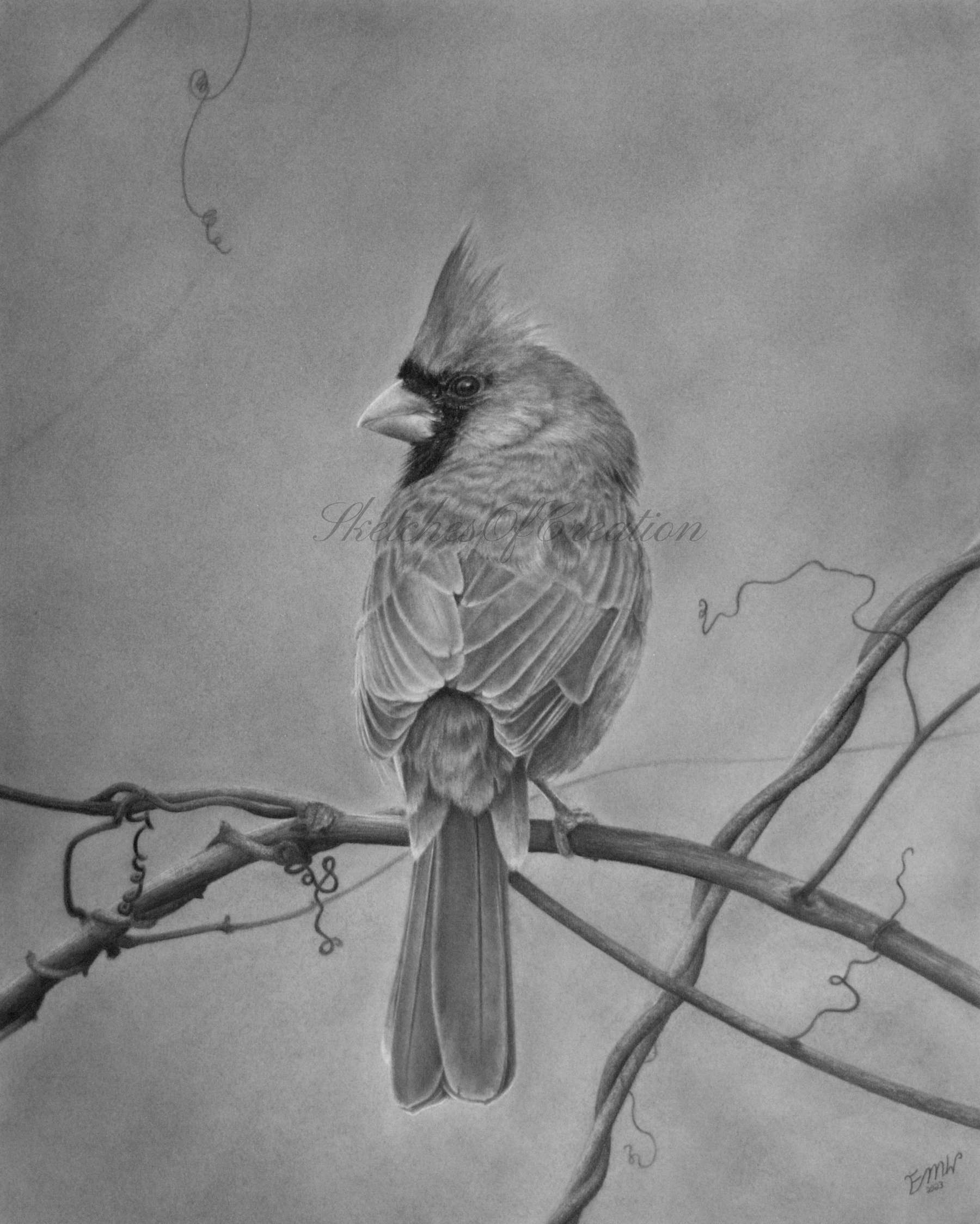 A drawing of a Cardinal sitting on vines