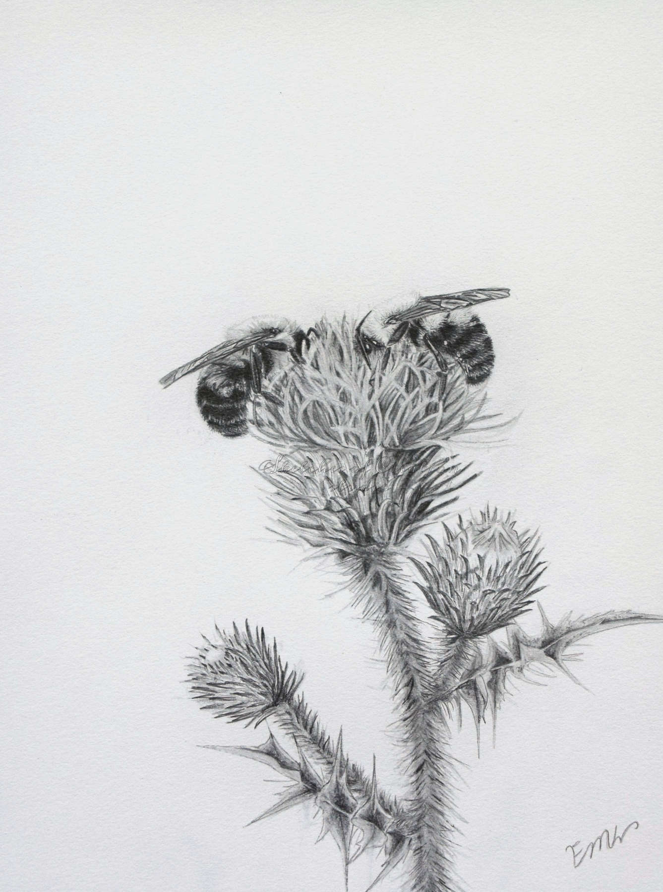 'A Table for Two' a drawing of two bees on a thistle flower. 6x8 inches. Completed August 2019