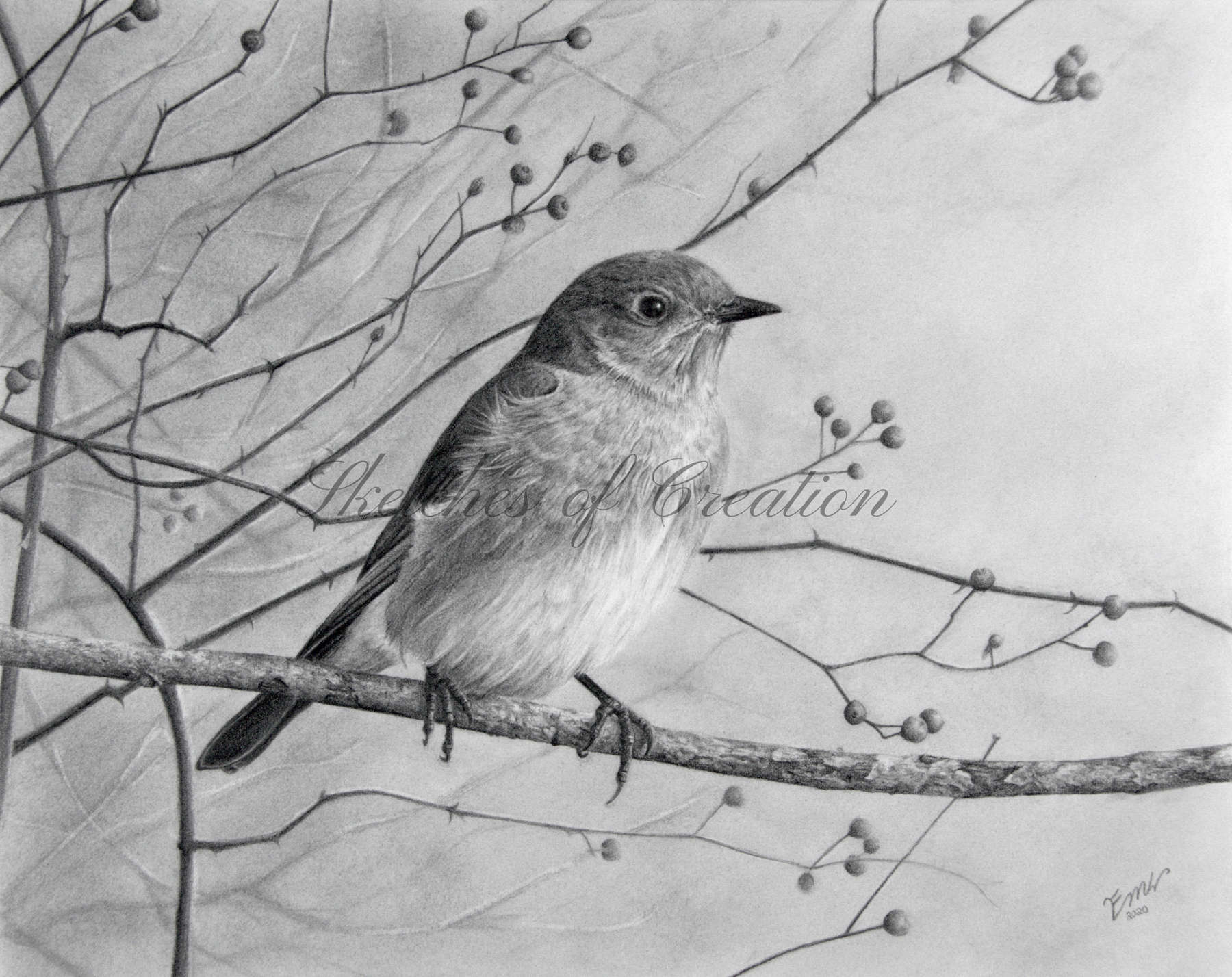 'Bluebird' a drawing of an Eastern Bluebird. 8x10 inches. Completed December 2020