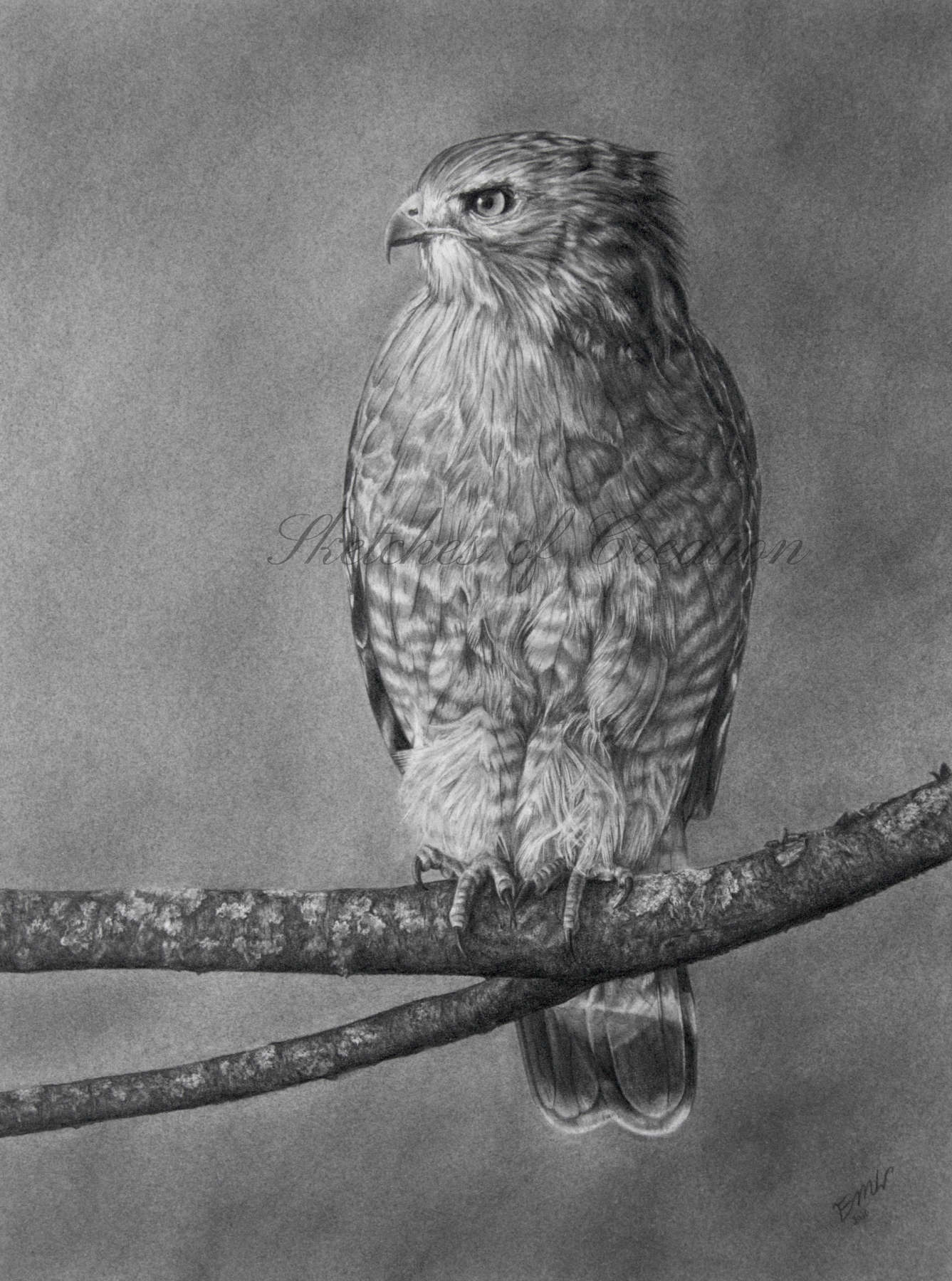 'Determination' a drawing of a Red-shouldered Hawk on a branch. 9x12 inches. Completed September 2020