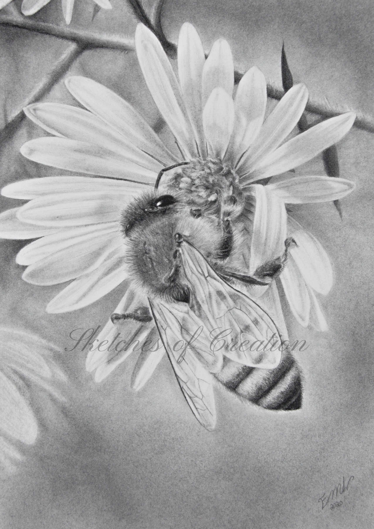 'Honeybee' a drawing of a honey bee on a flower. 5x7 inches. Completed October 2020