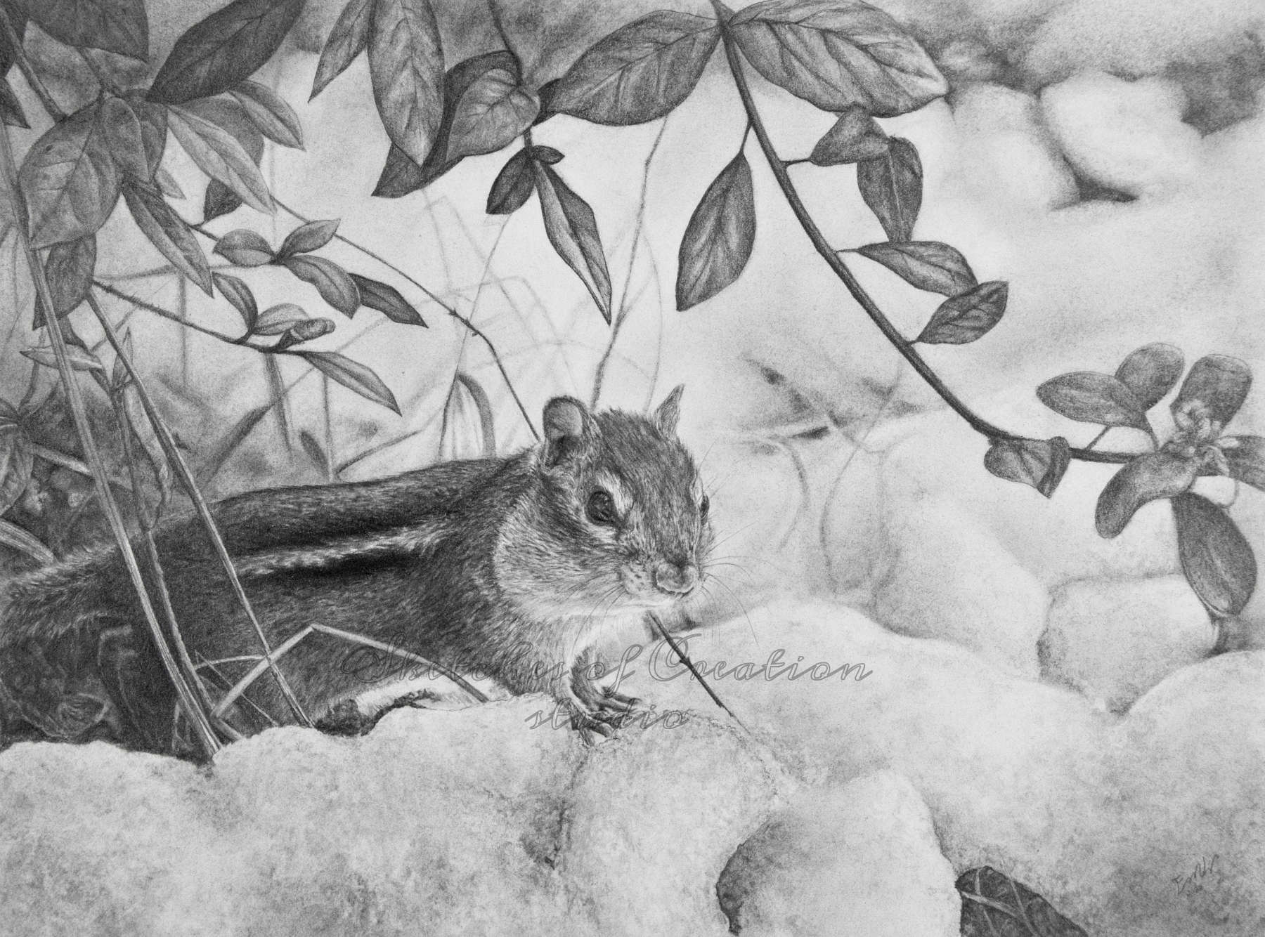 'Into the Snow' a drawing of a Chipmunk looking out from under a bush in the snow. 9x12 inches. Completed August 2020