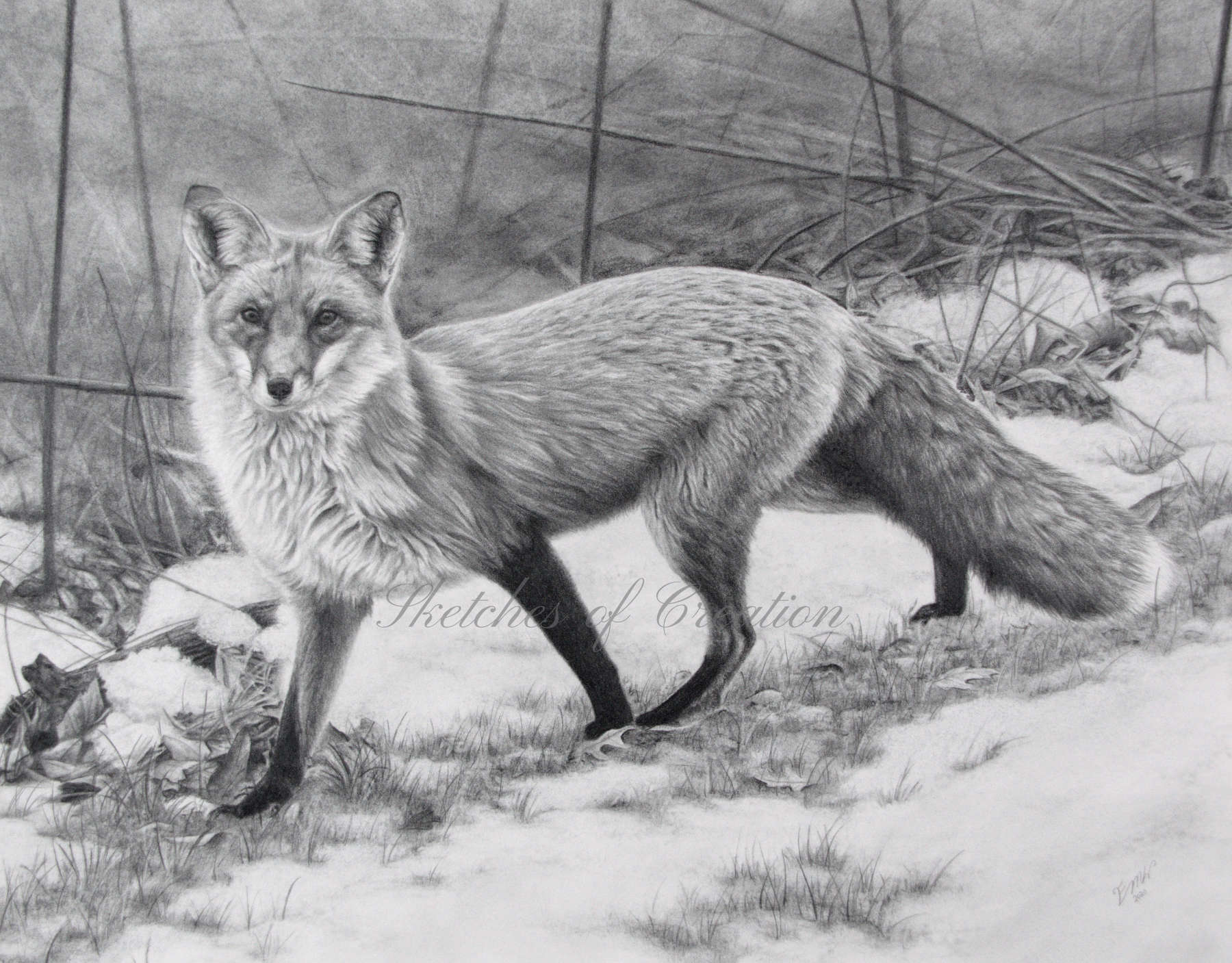 'Roam' a drawing of a fox in the snow. 11x14 inches. Completed November 2020