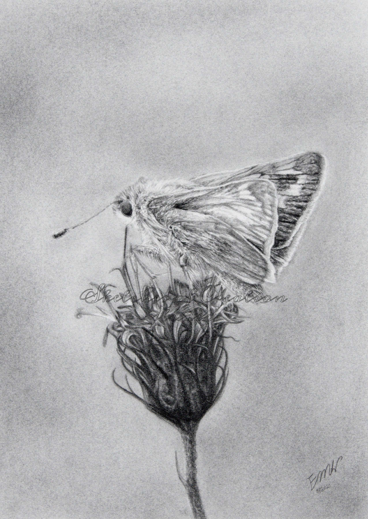 'Skipper' a drawing of a Skipper butterfly on Ironweed. Approximately 5x7 inches