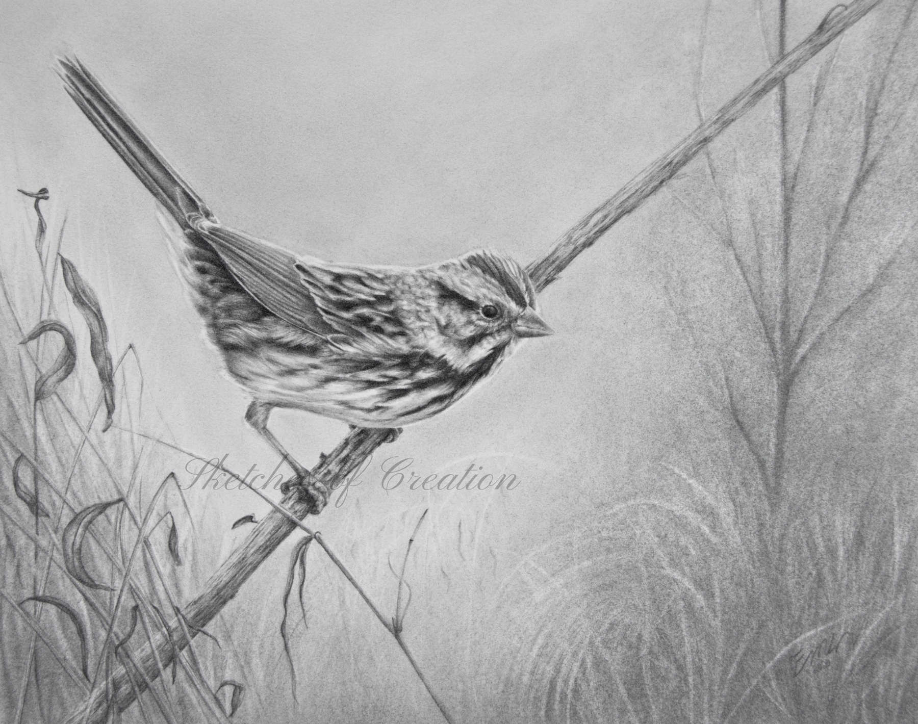 'Song Sparrow' a drawing of a Song Sparrow on a dried, tilted over wingstem plant. 8x10 inches. Completed October 2020