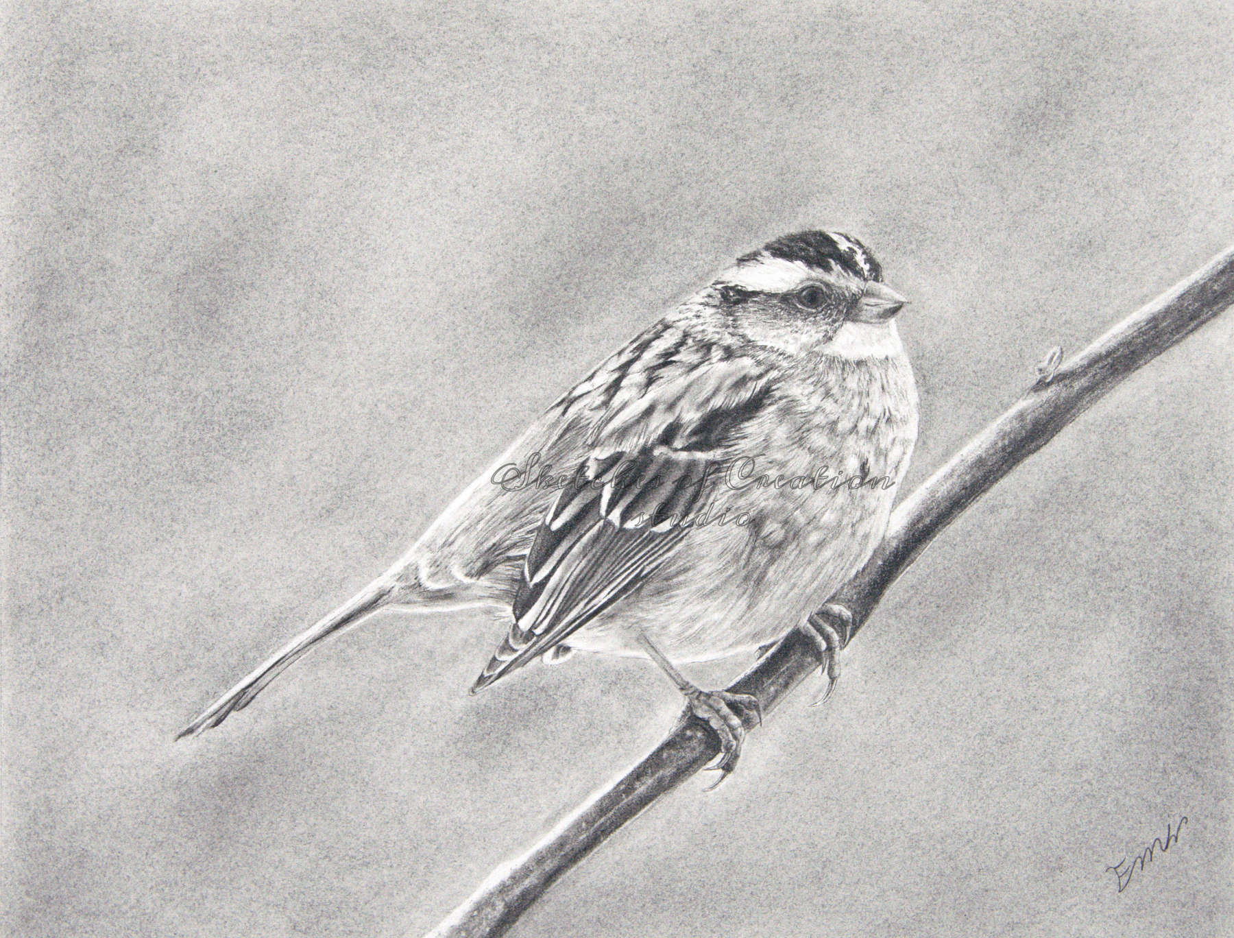 'Sparrow' a drawing of a white-throated sparrow. 8x10 inches. Completed April 2020