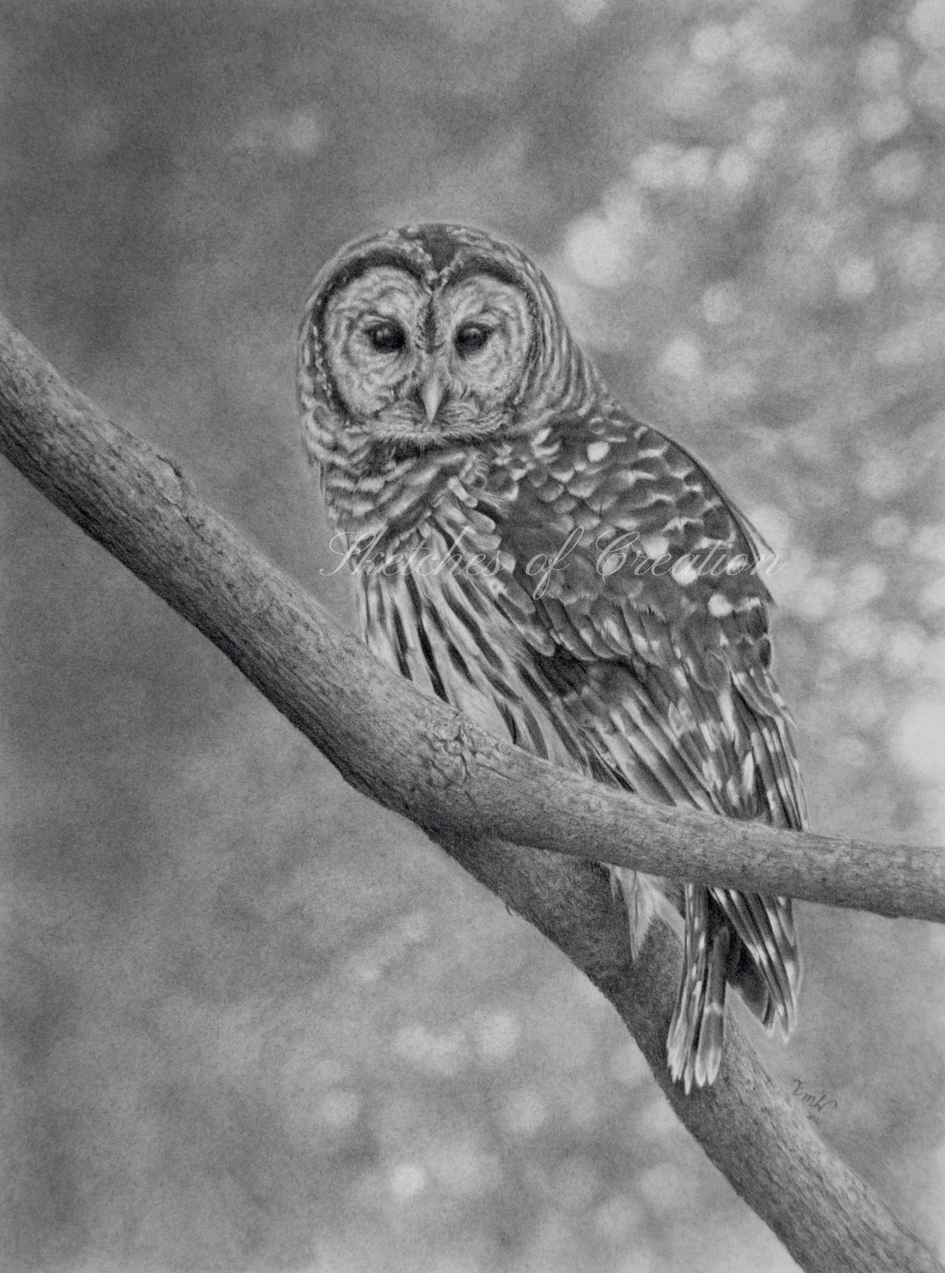 'Barred Owl' a drawing of a Barred Owl on a branch. approximately 9x12 inches plus deckled edge. Completed March 2021