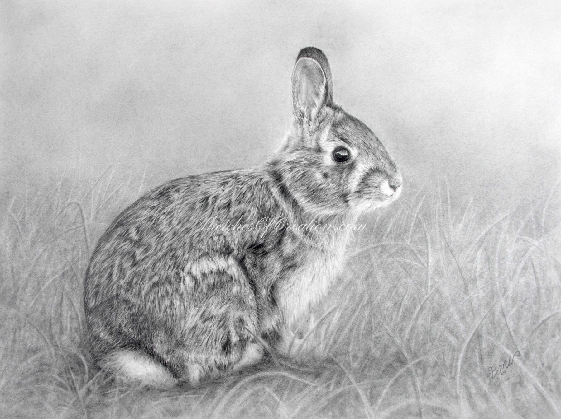 'Rabbit' a drawing of a Rabbit. approximately 9x12 inches. Completed April 2021