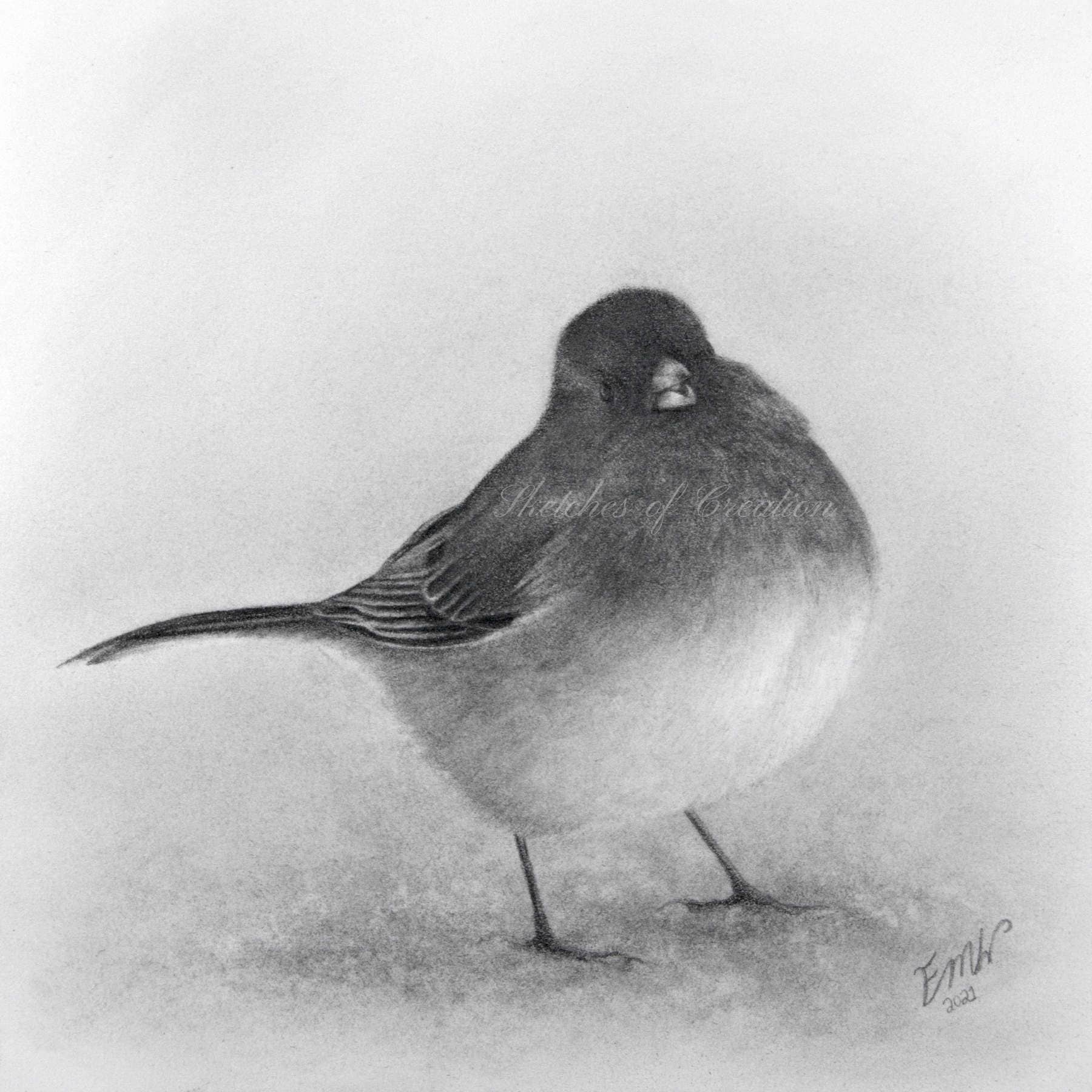 'Junco' a drawing of a Junco