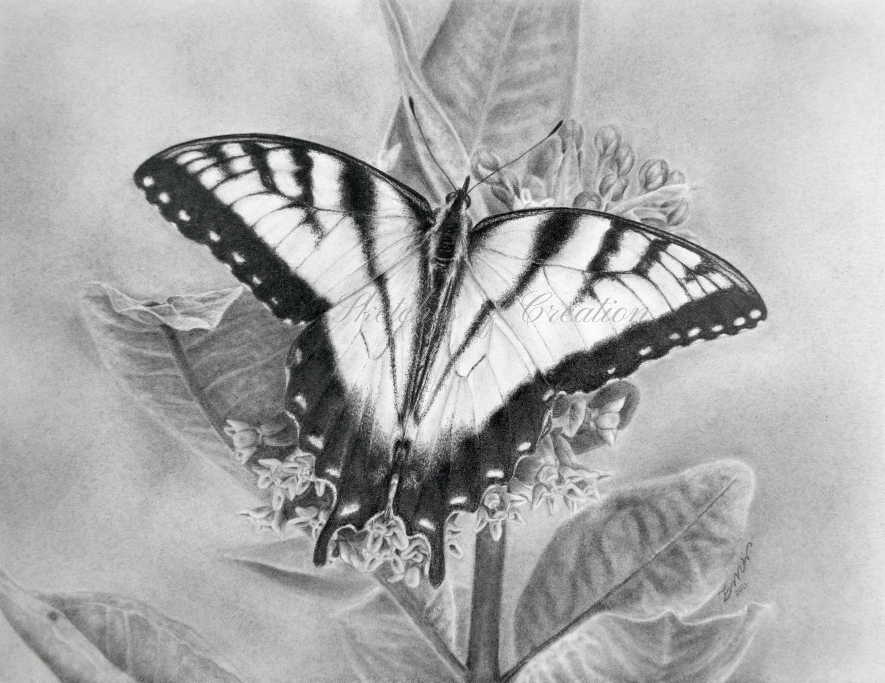 'Eastern Tiger Swallowtail' a drawing of a butterfly. approximately 6x8 inches plus deckled edge. Completed May 2021