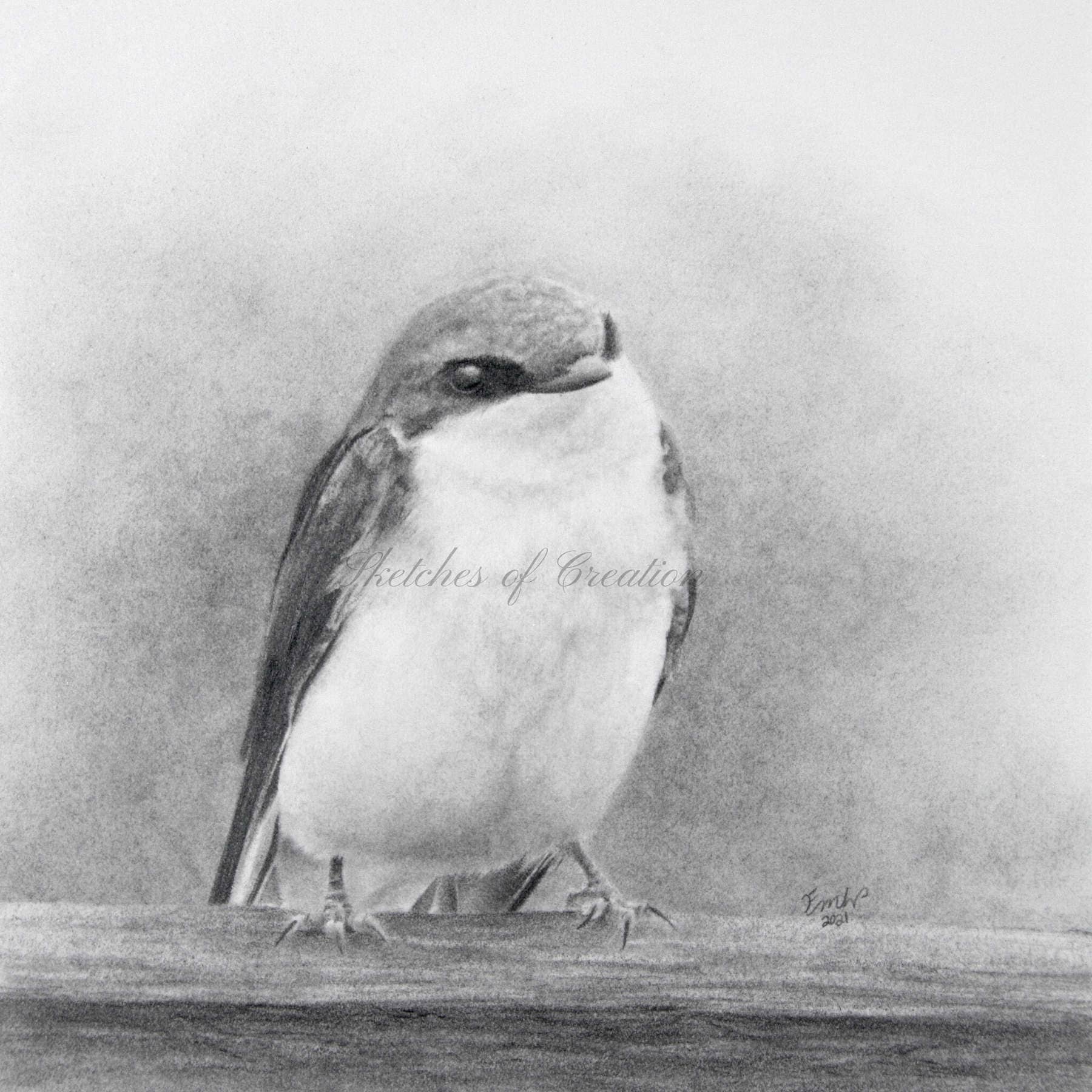 'Tree Swallow' a drawing of a Tree Swallow