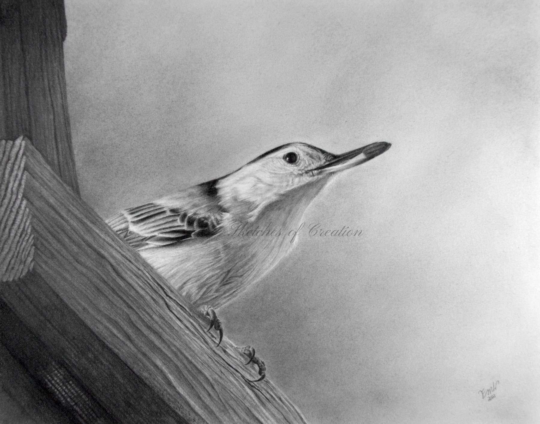 'Nuthatch' a drawing of a Nuthatch on a birdfeeder with a seed in his beak. approximately 8x10 inches plus deckled edge. Completed June 2021