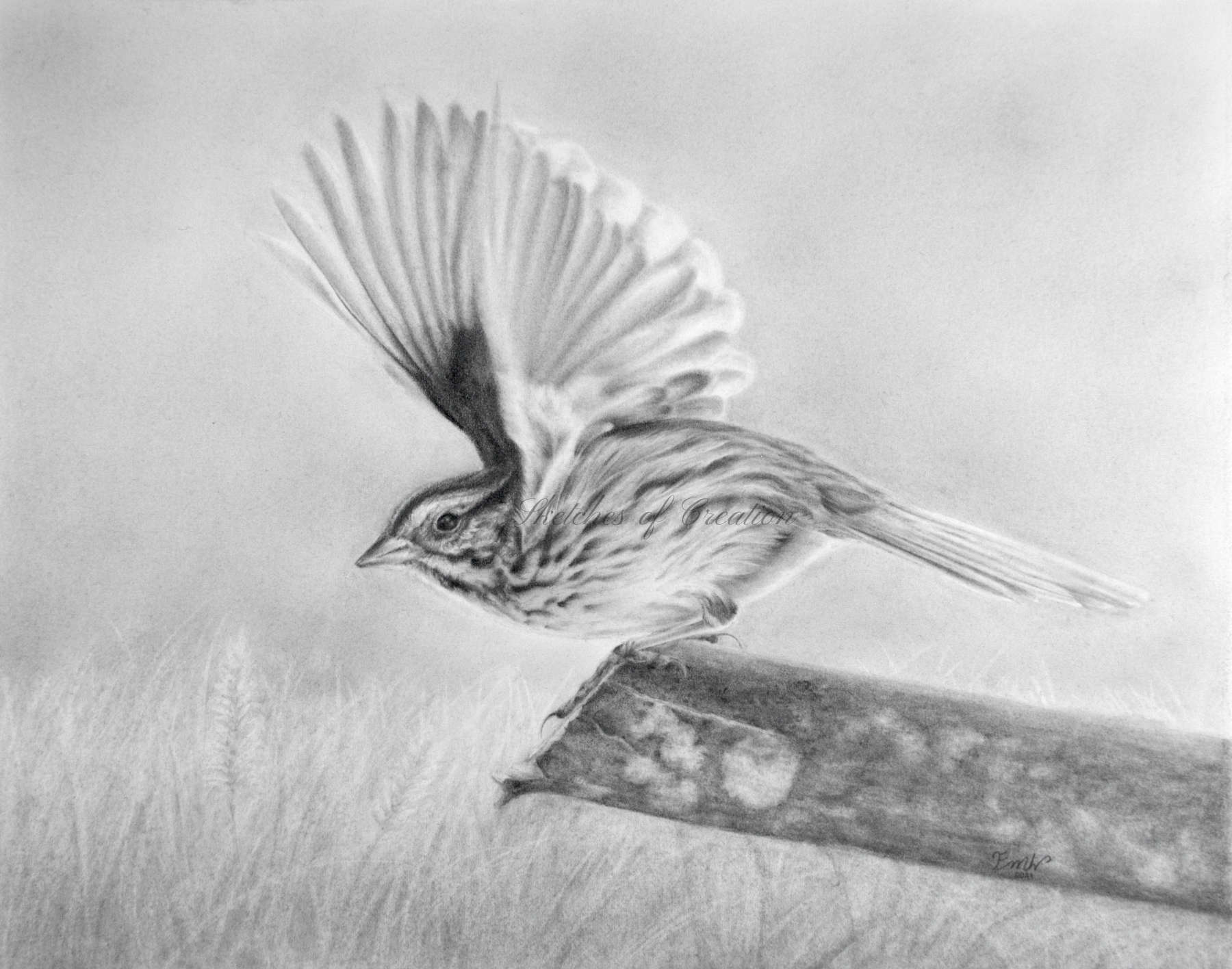 'Takeoff' a drawing of a Song Sparrow. approximately 8x10 inches plus deckled edge. Completed May 2021