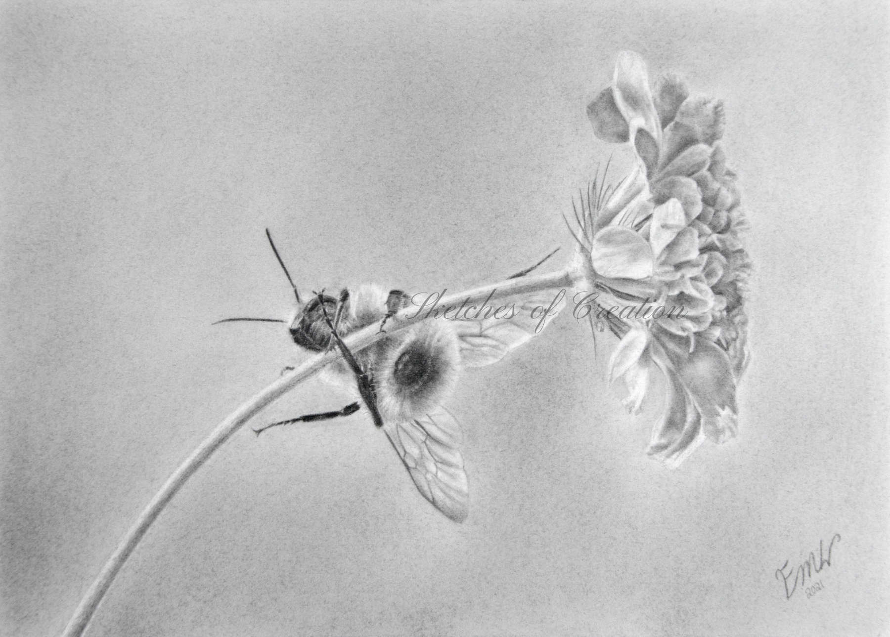 'Hang On!' a drawing of a Bumble bee climbing on a flower stem. Completed July 2021