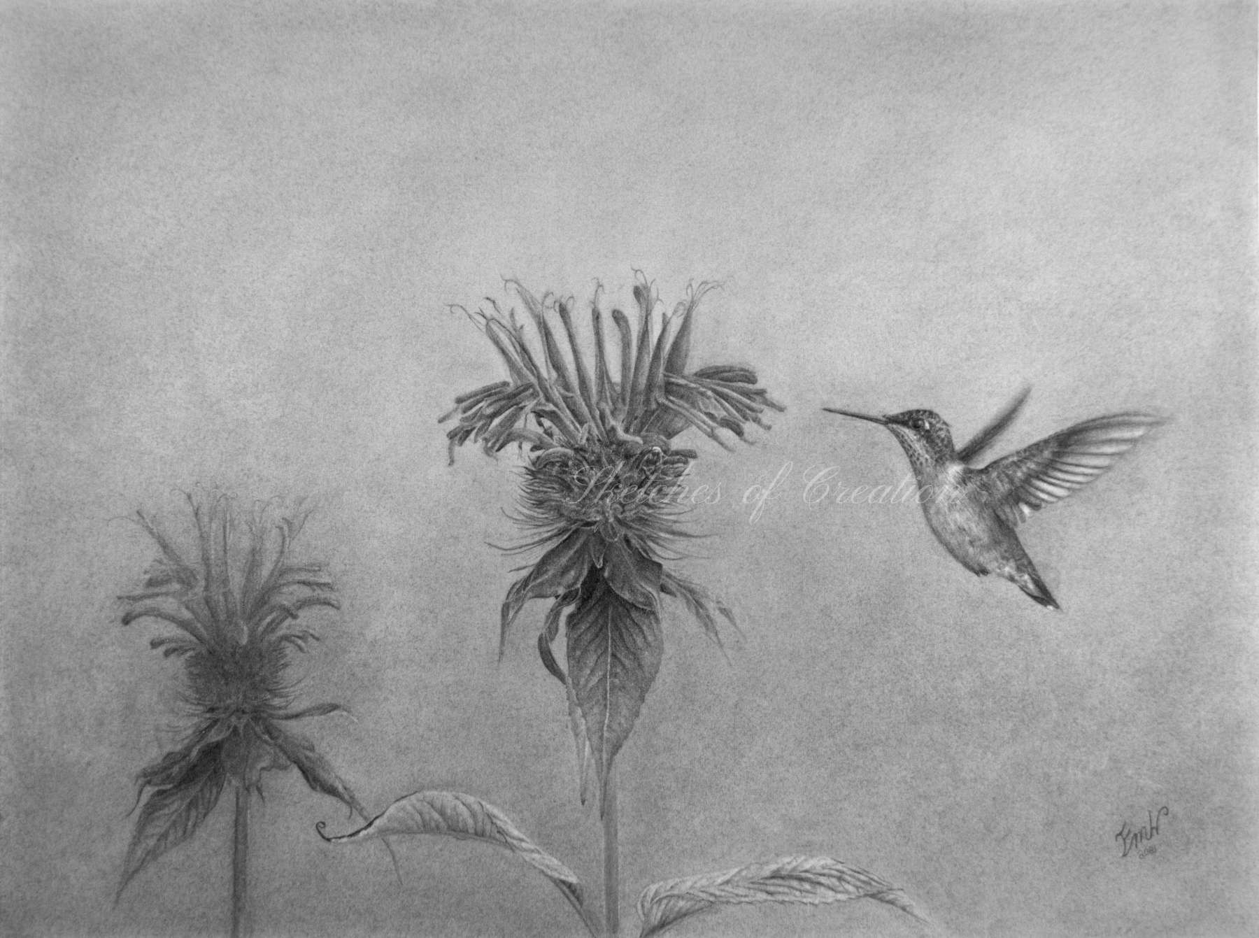 A drawing of a hummingbird hovering near beebalm
