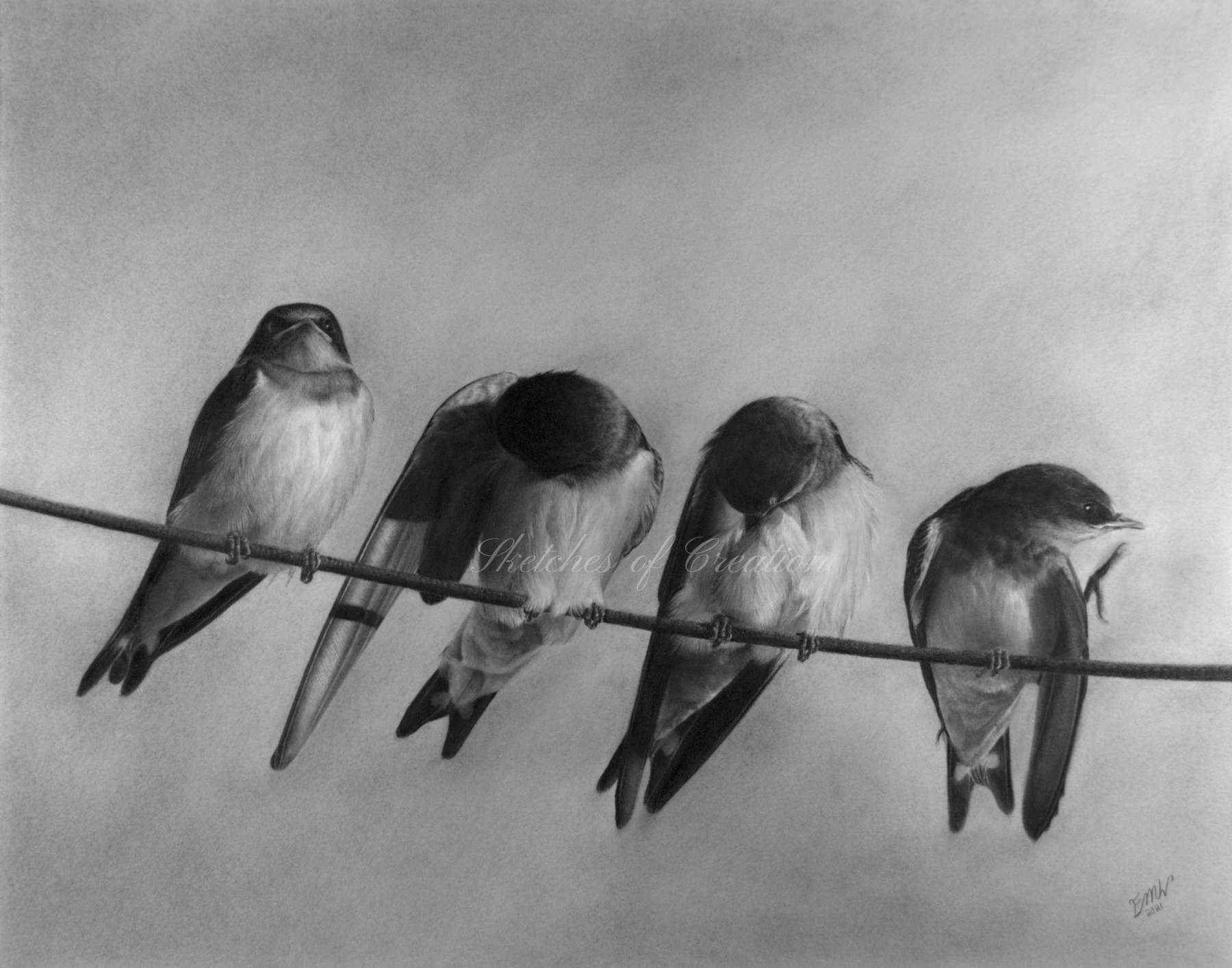 A drawing of four Barn Swallows sitting on a line
