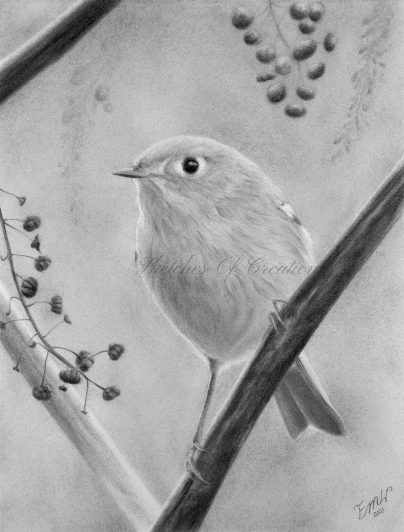 'Still for a Moment' A drawing of a Ruby-crowned Kinglet