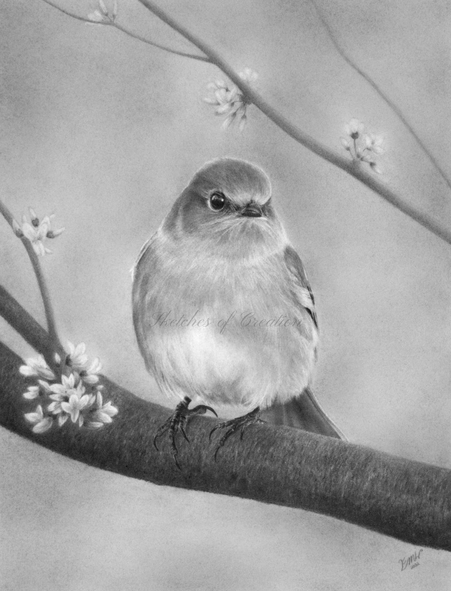 A drawing of an Eastern Bluebird in a Redbud tree