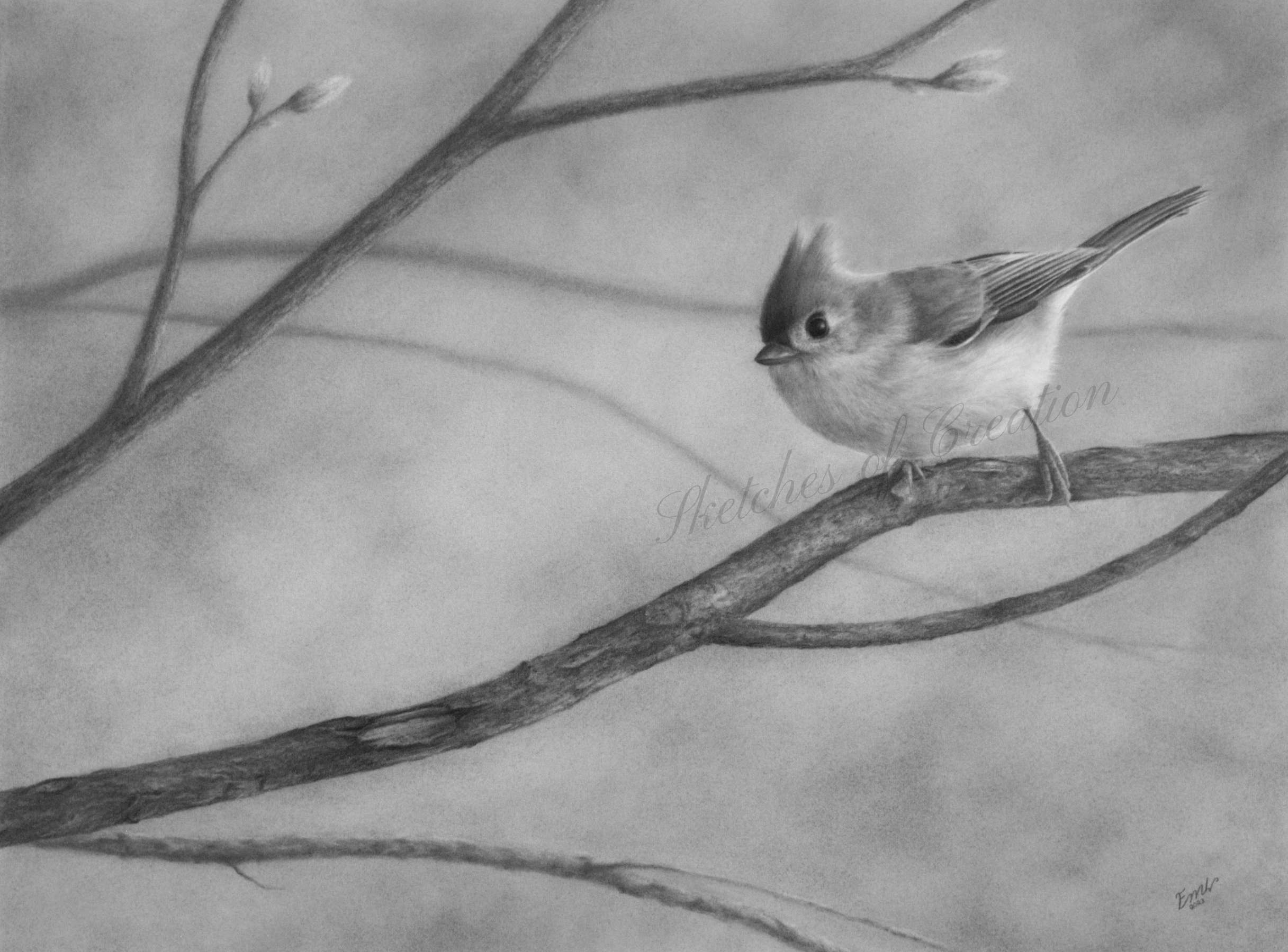 A drawing of a Tufted Titmouse about to hop on a branch