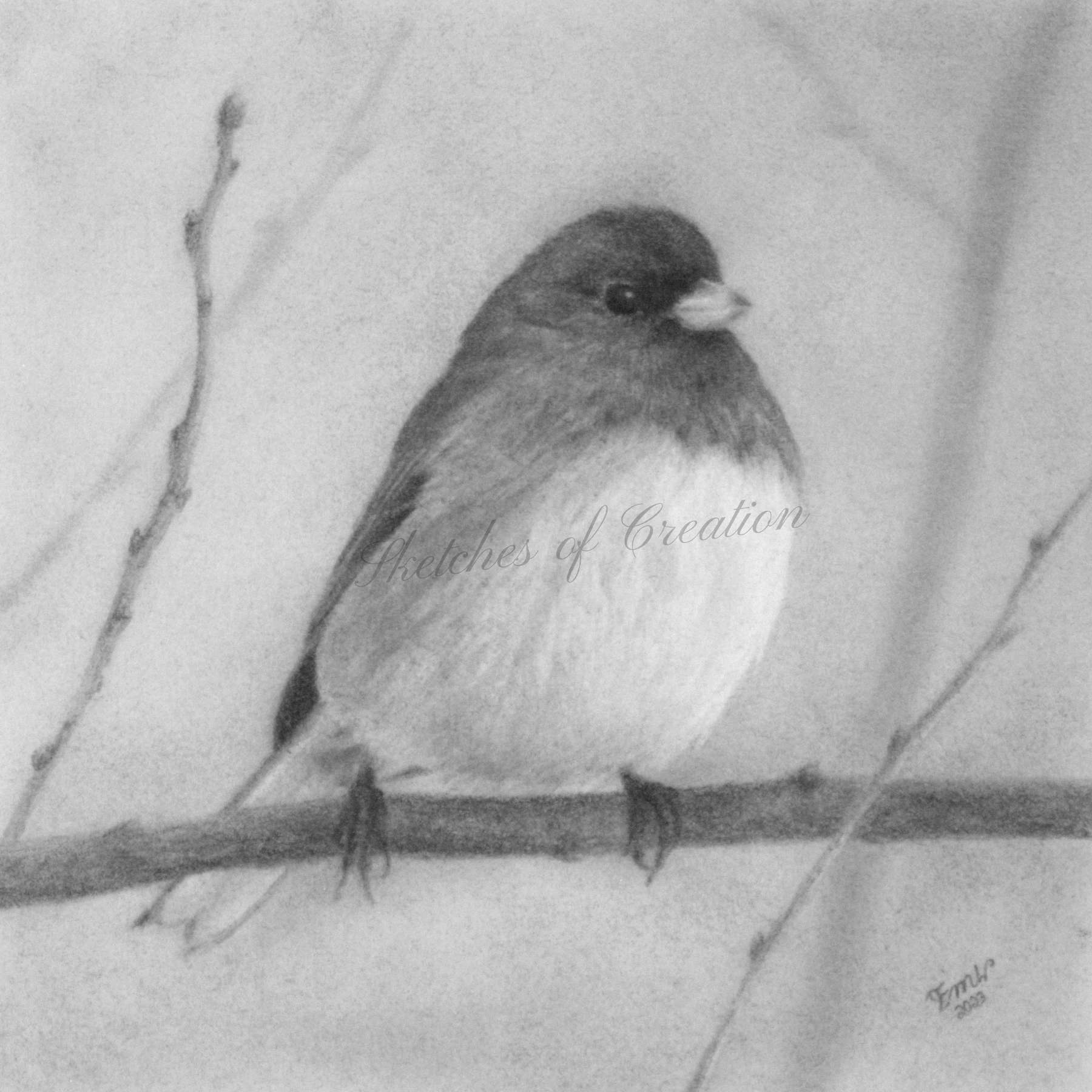 A drawing of a Junco style=