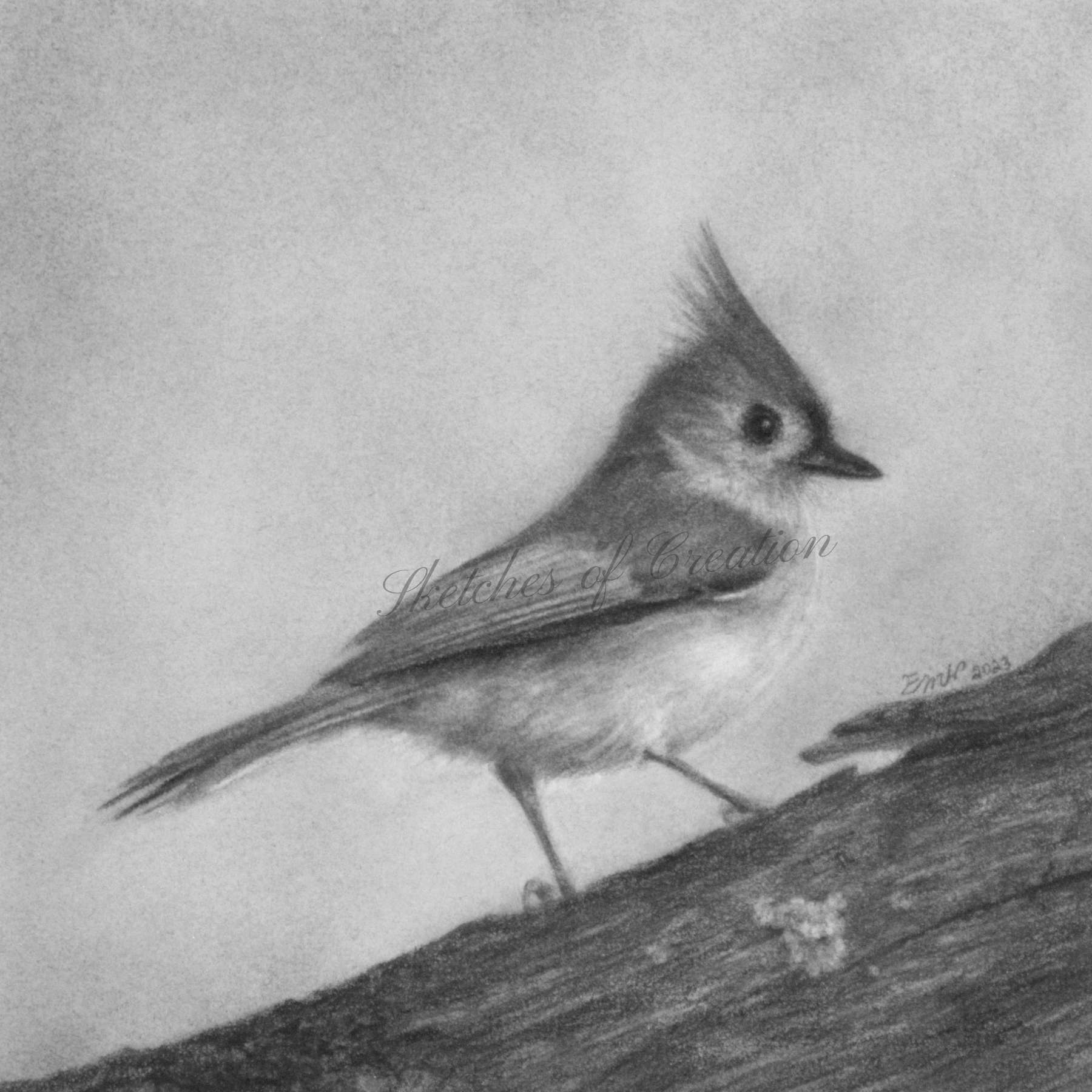 A drawing of a Titmouse