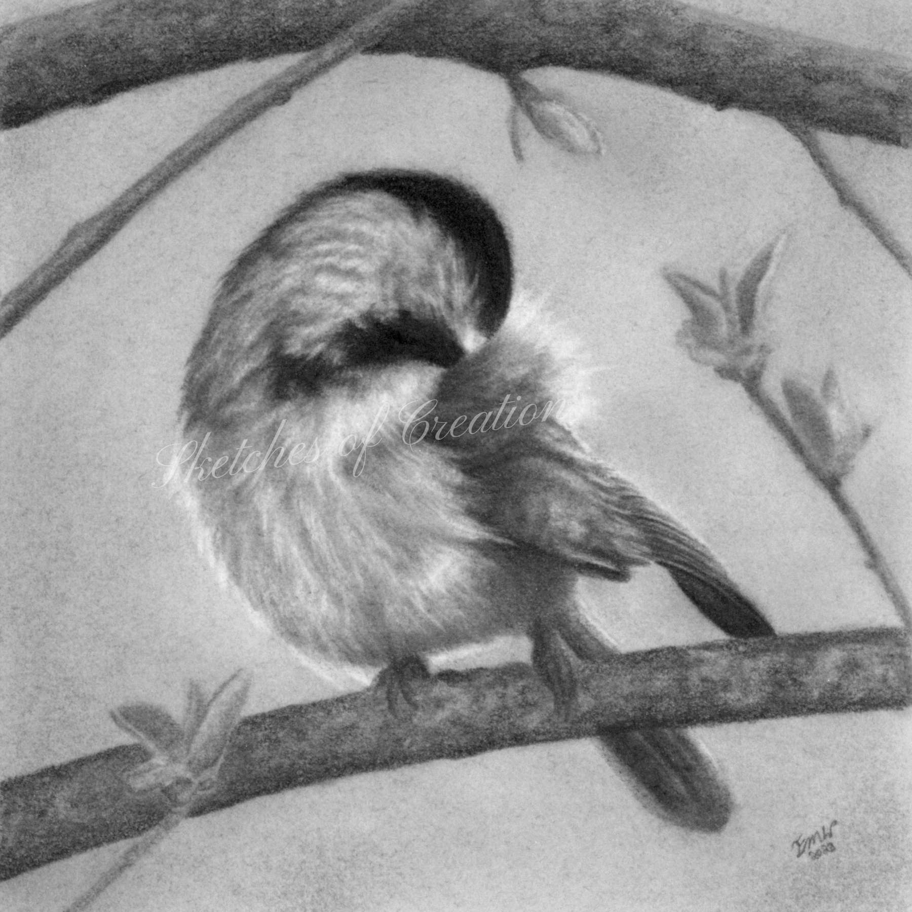A drawing of a Chickadee preening