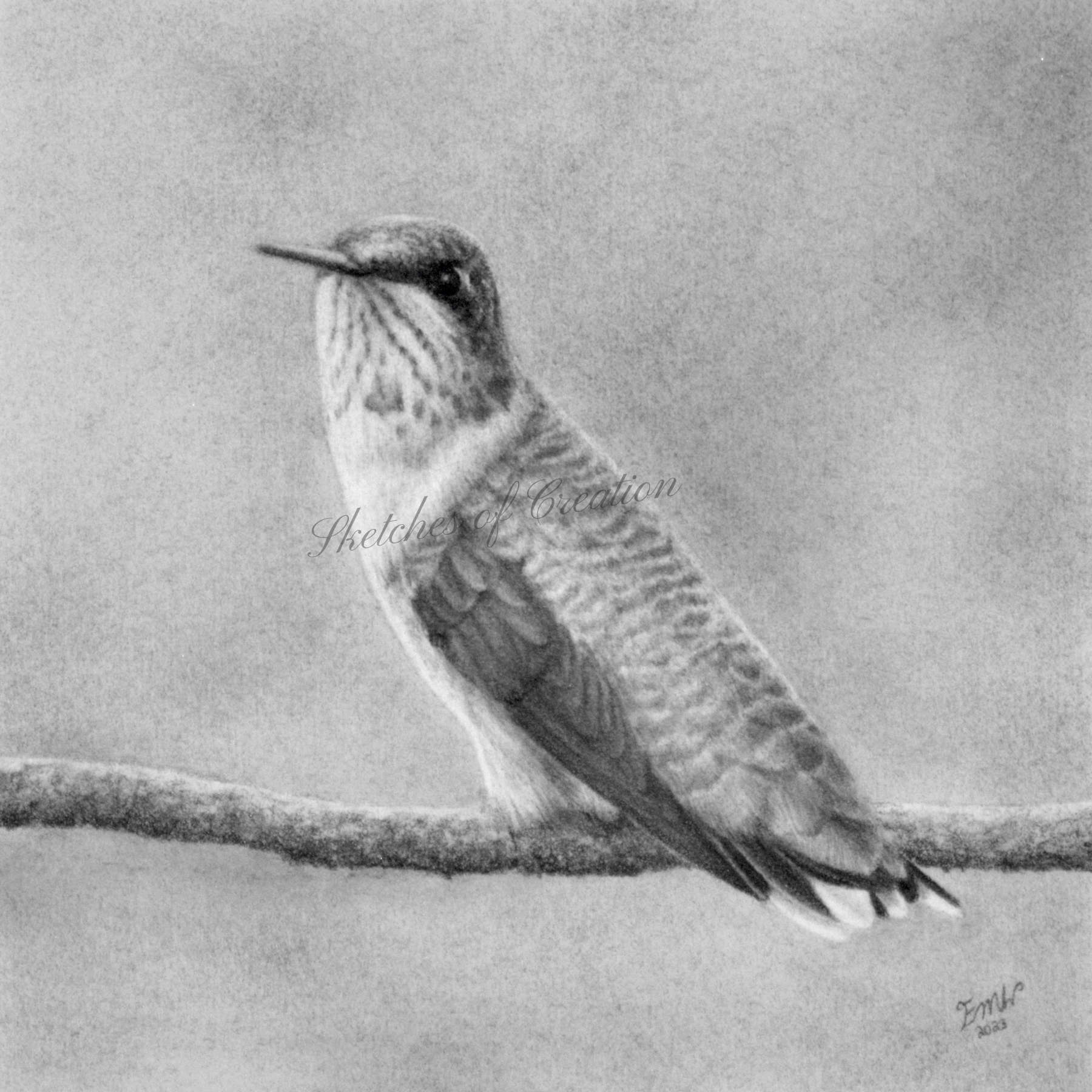 A drawing of a hummingbird