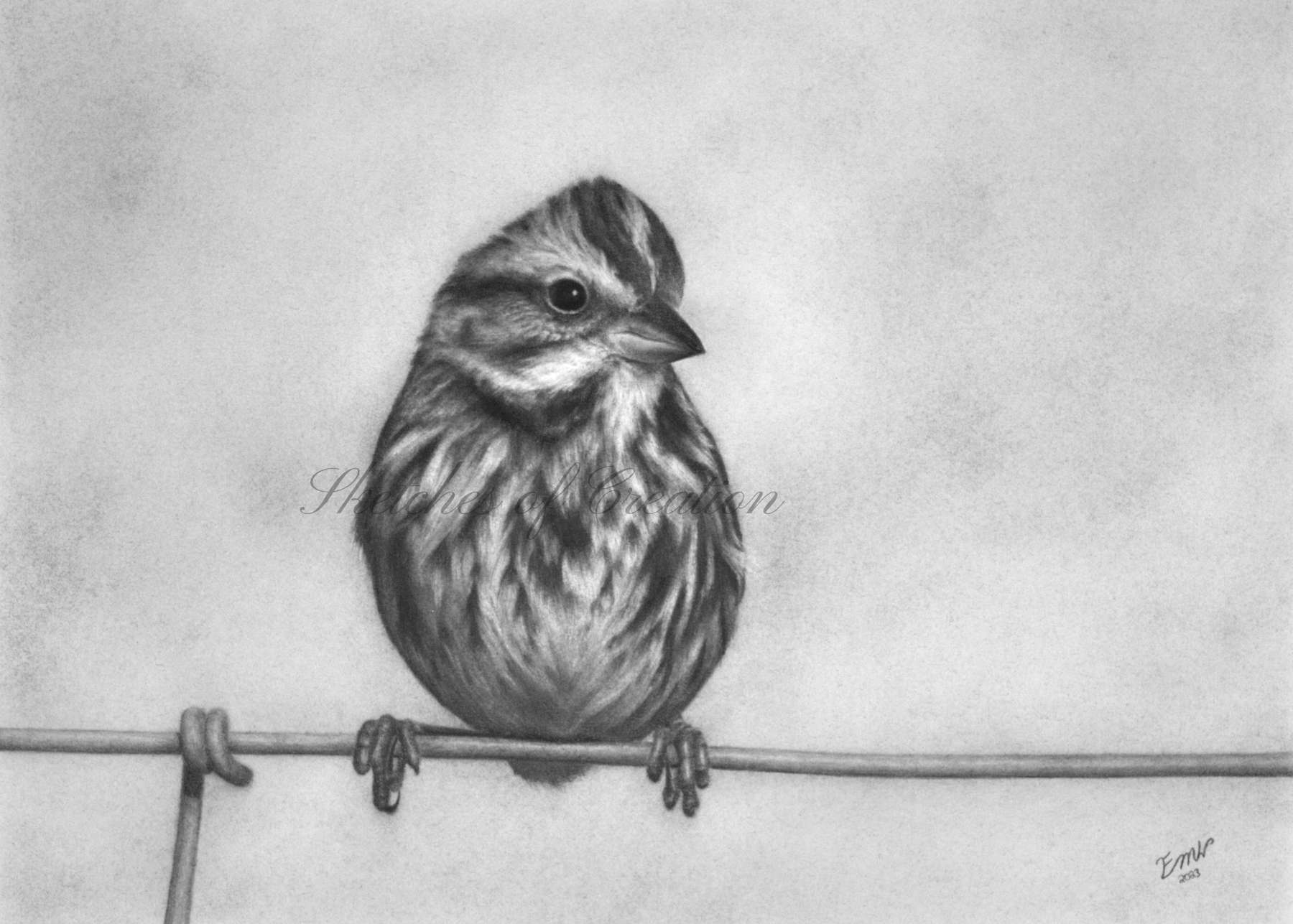 A drawing of a Song Sparrow style=