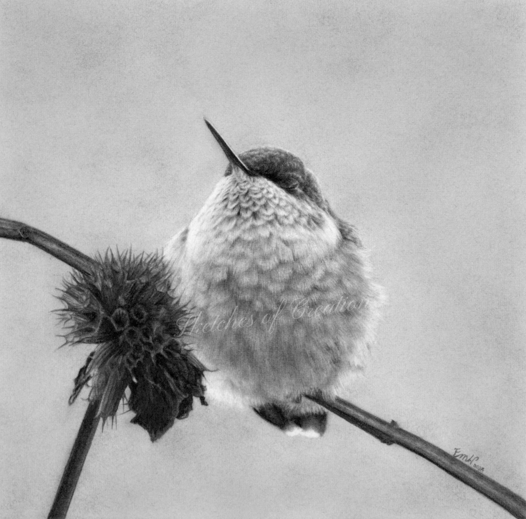 A drawing of a sleeping hummingbird