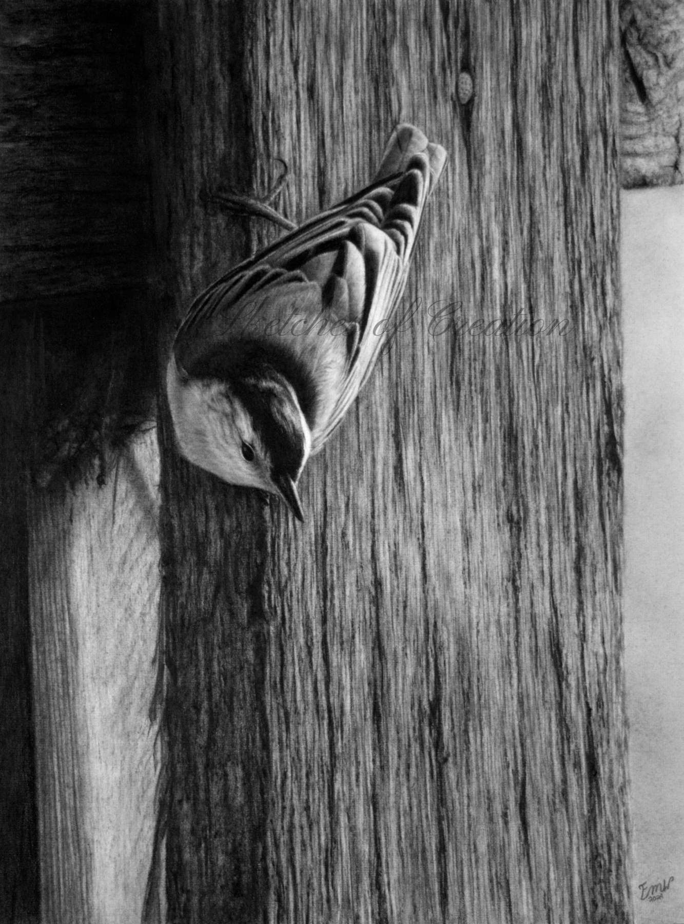 A drawing of a nuthatch on a fence