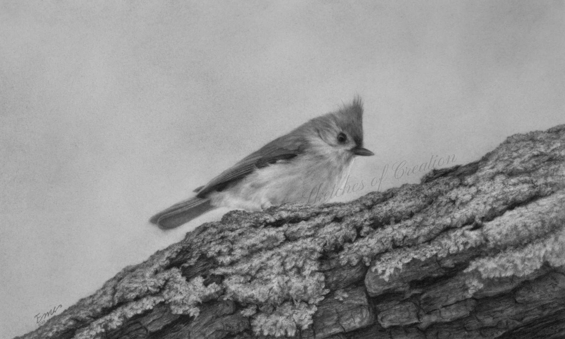 A drawing of a tufted titmouse on a log