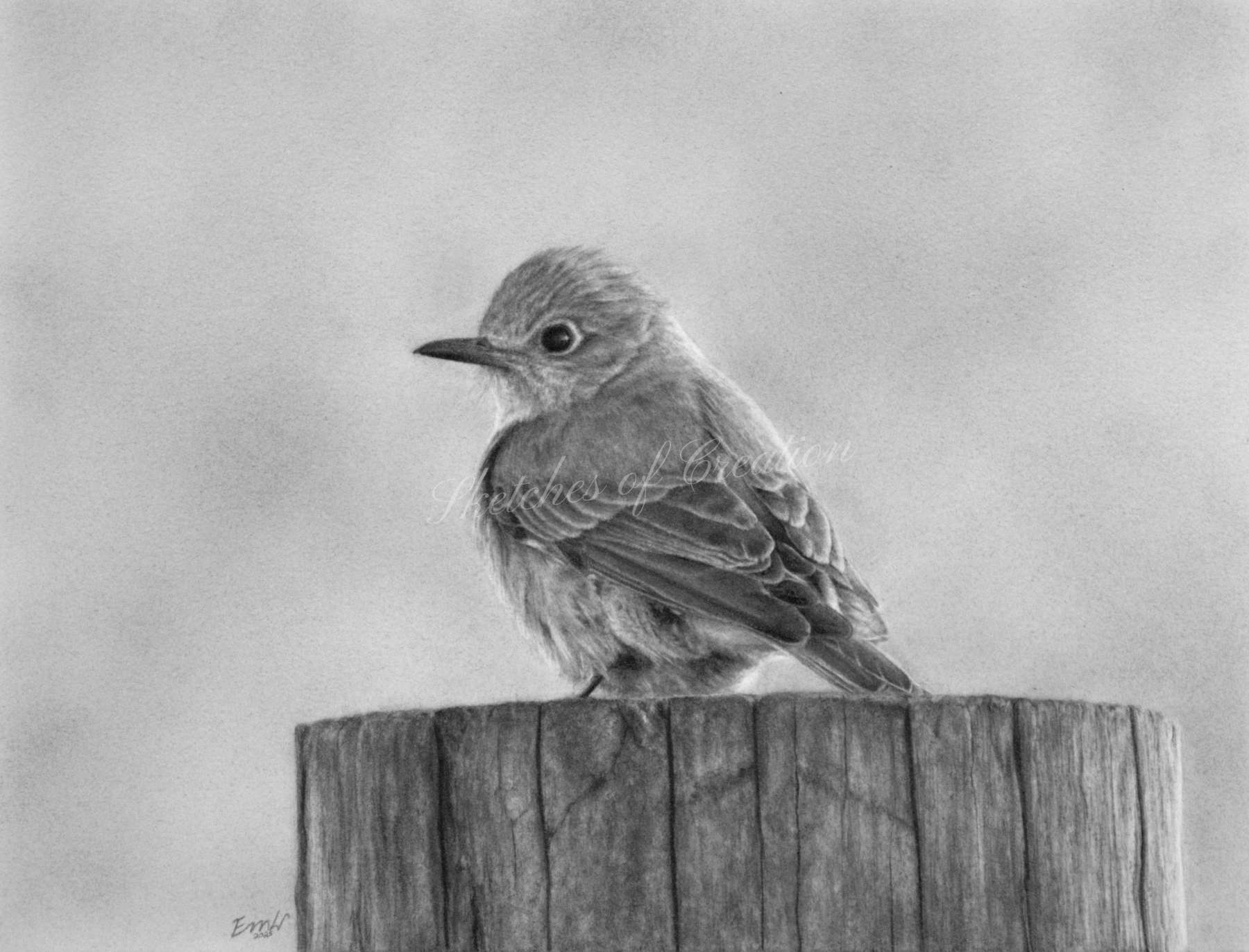 A drawing of a bluebird on a fence