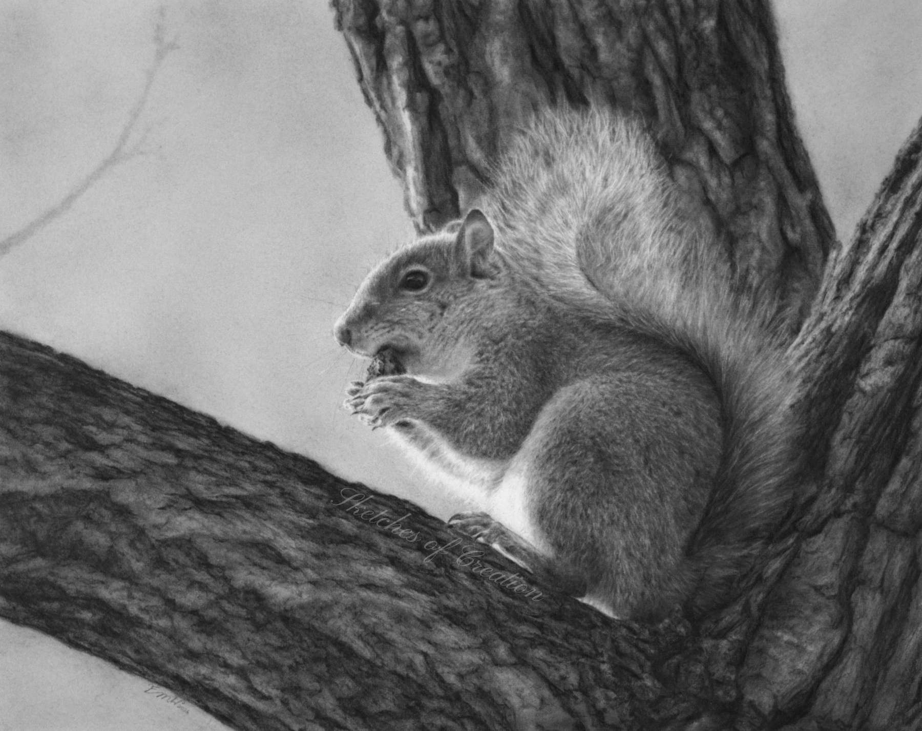 A drawing of a squirrel on a tree eating a nut