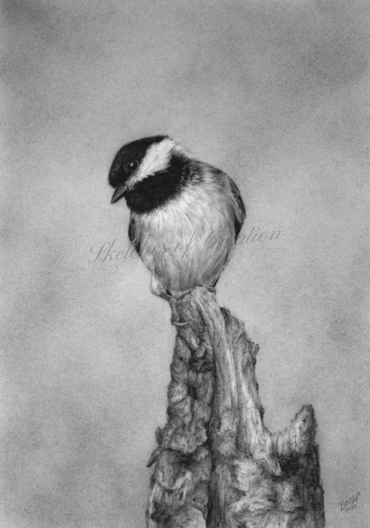 A drawing of a chickadee